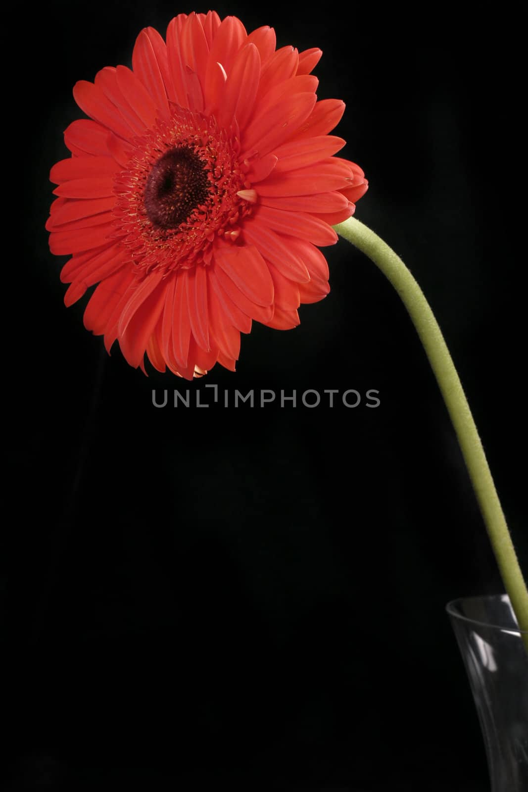 A single red gerbera constrasts a black background