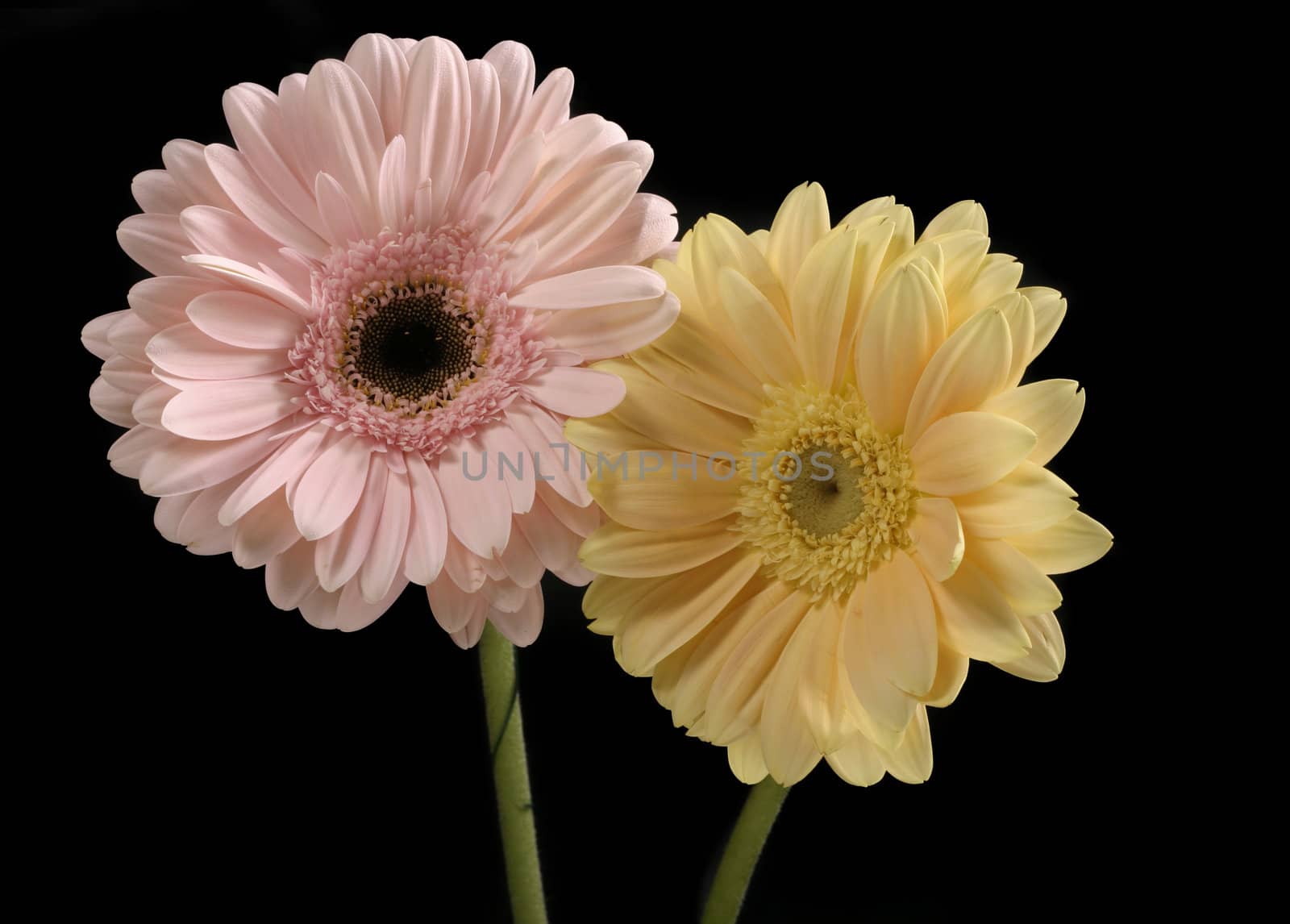 Pastel pink and butter yellow gerbera contrast a black background.