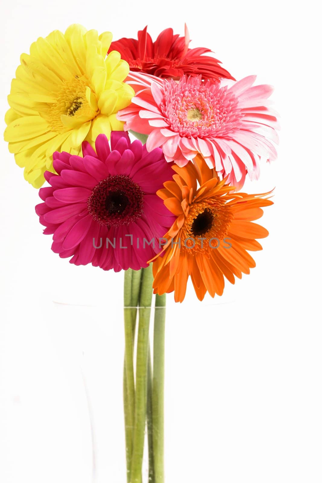 Variety of Gerberas in vase
yellow dark pink, mid pink, red