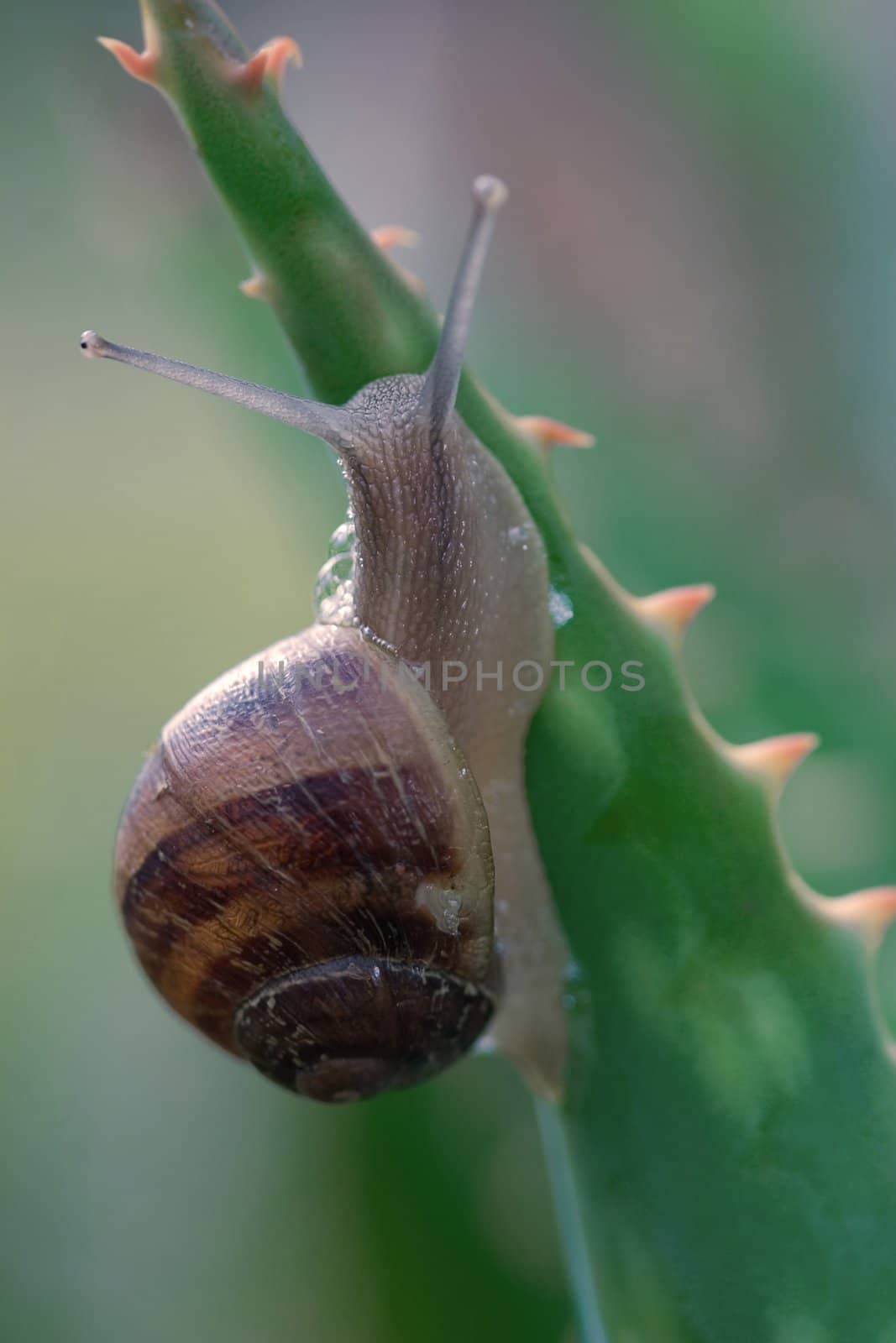 Snail by lovleah