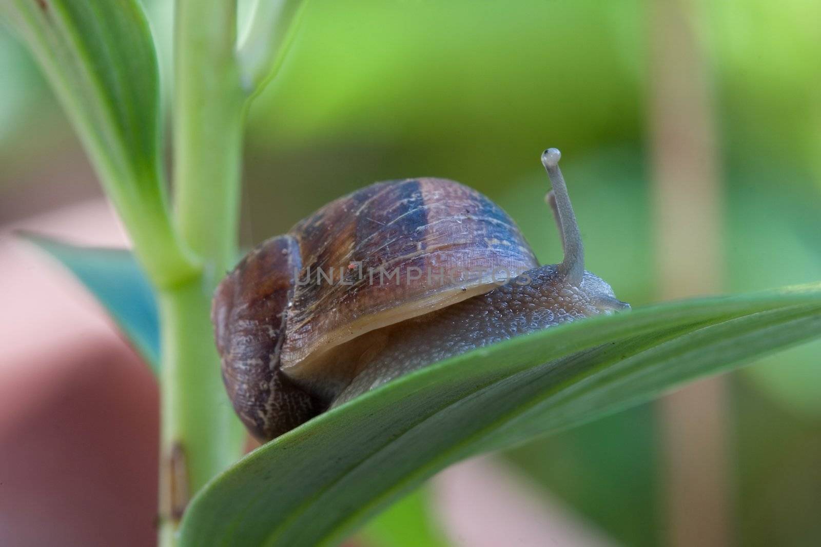 A slimy snail moves along a plant leaf with inquisitive eyes looking up. Snails and slugs are gastropods, which make up the largest class of mollusks with more than 60,000 species. Most of these species can be identified by their shells. Snails are found everywhere except arctic and antarctica.  Species  can live on land, fresh water or sea.   When snails move, they stick out their heads revealing two pairs of tentacles. The taller pair of tentacles are where snails eyes are located, the lower pair of tentacles are for sense of smell and touch.  Focus on near side of snail.