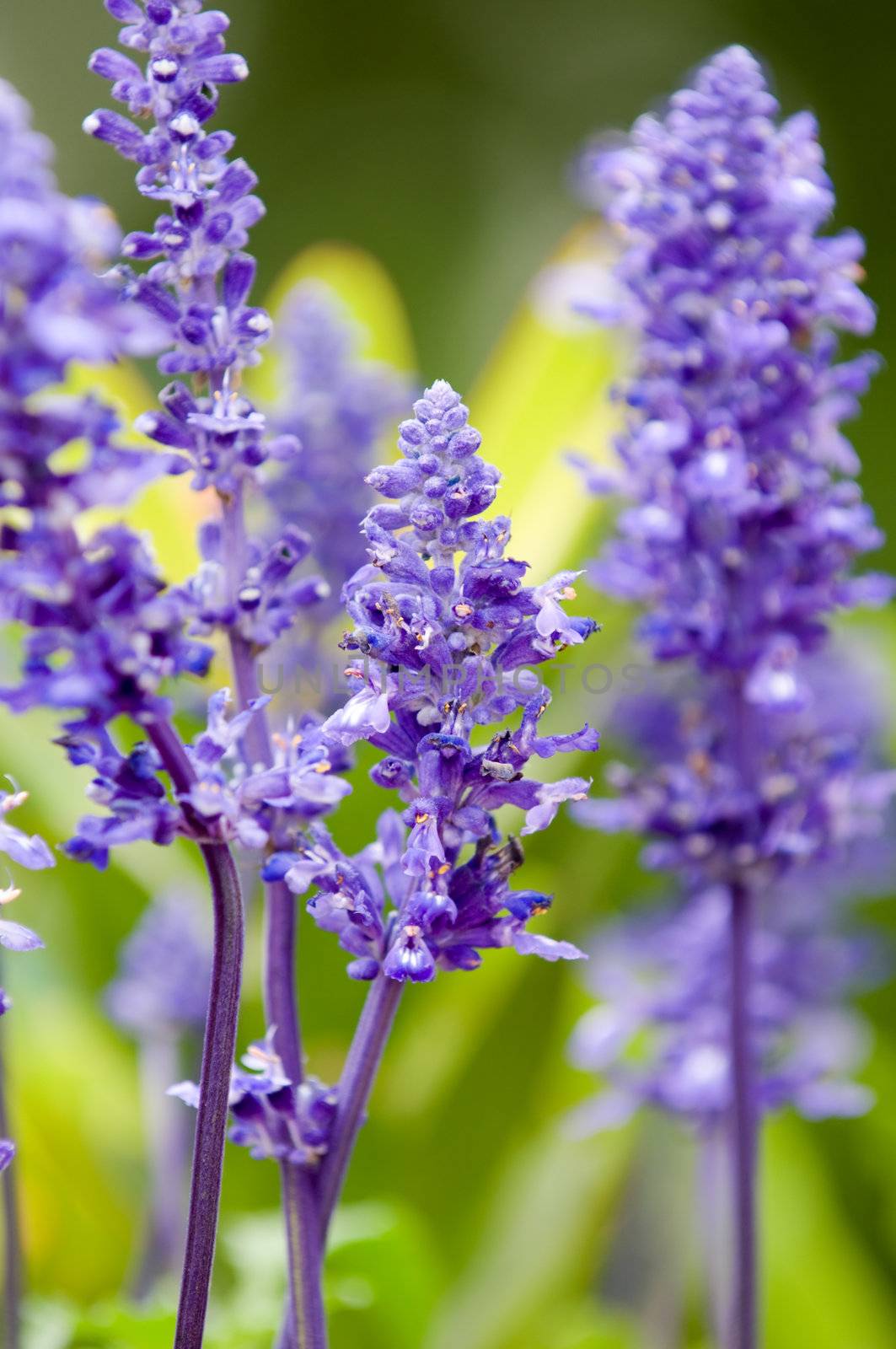 Close up of lavender flowers over green background