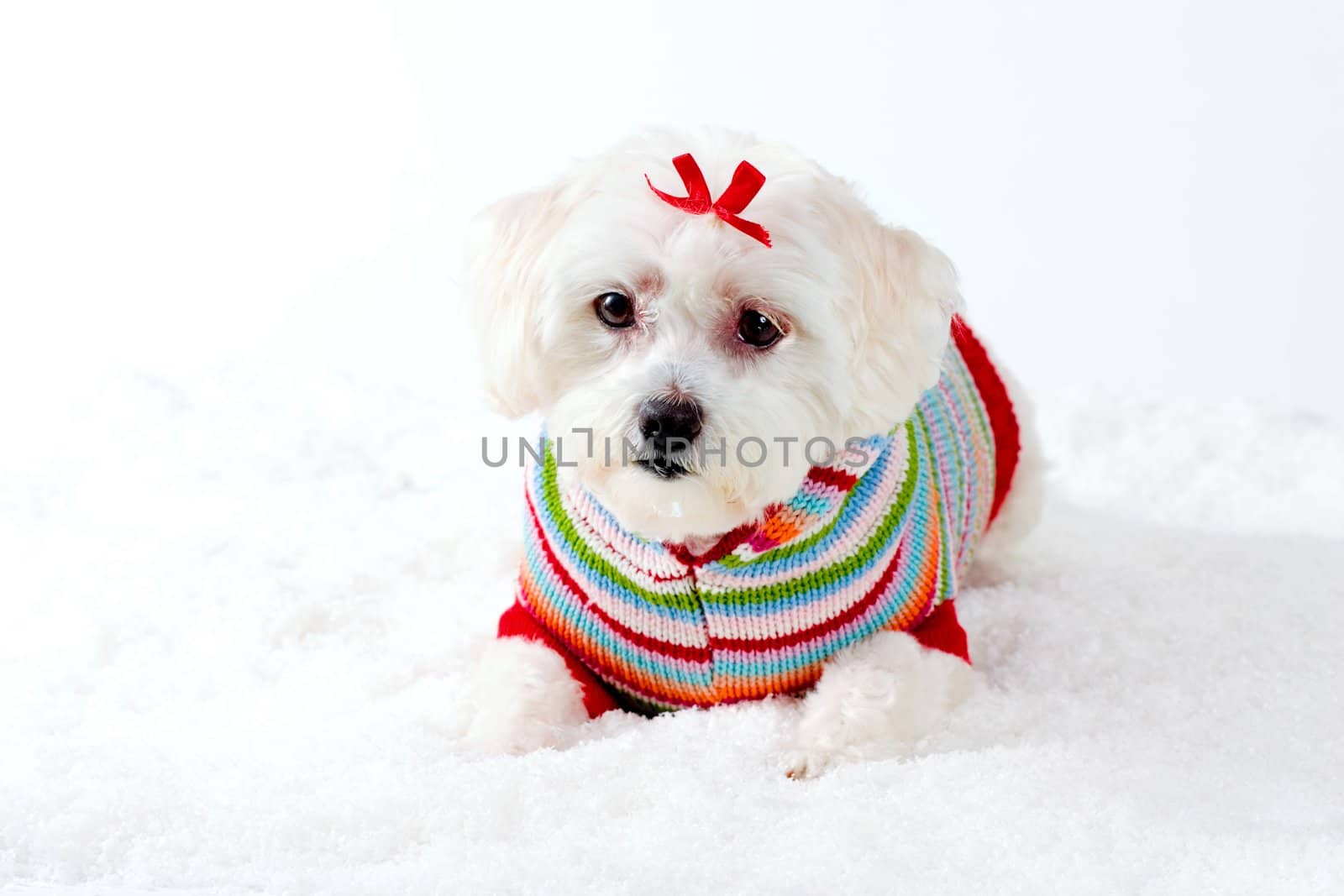 Small white dog in colourful jumper and red bow aying in a winter scene.