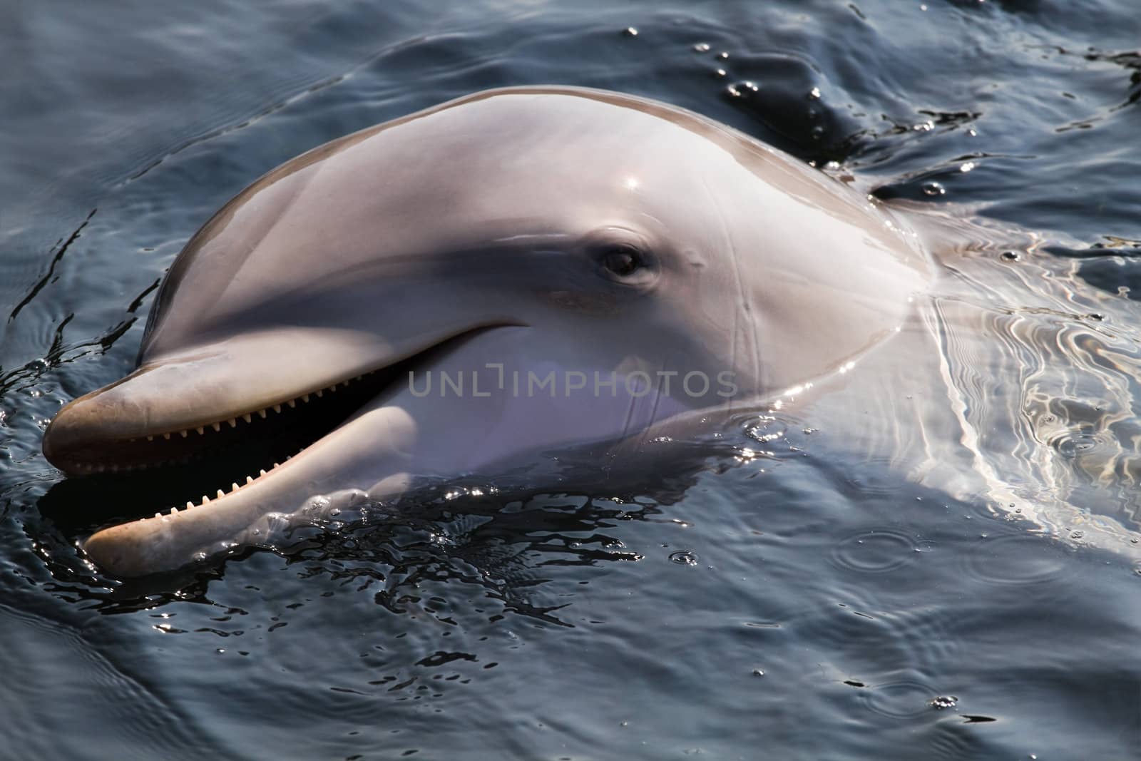 Bottlenose dolphin or Tursiops truncatus swimming, diving and playing