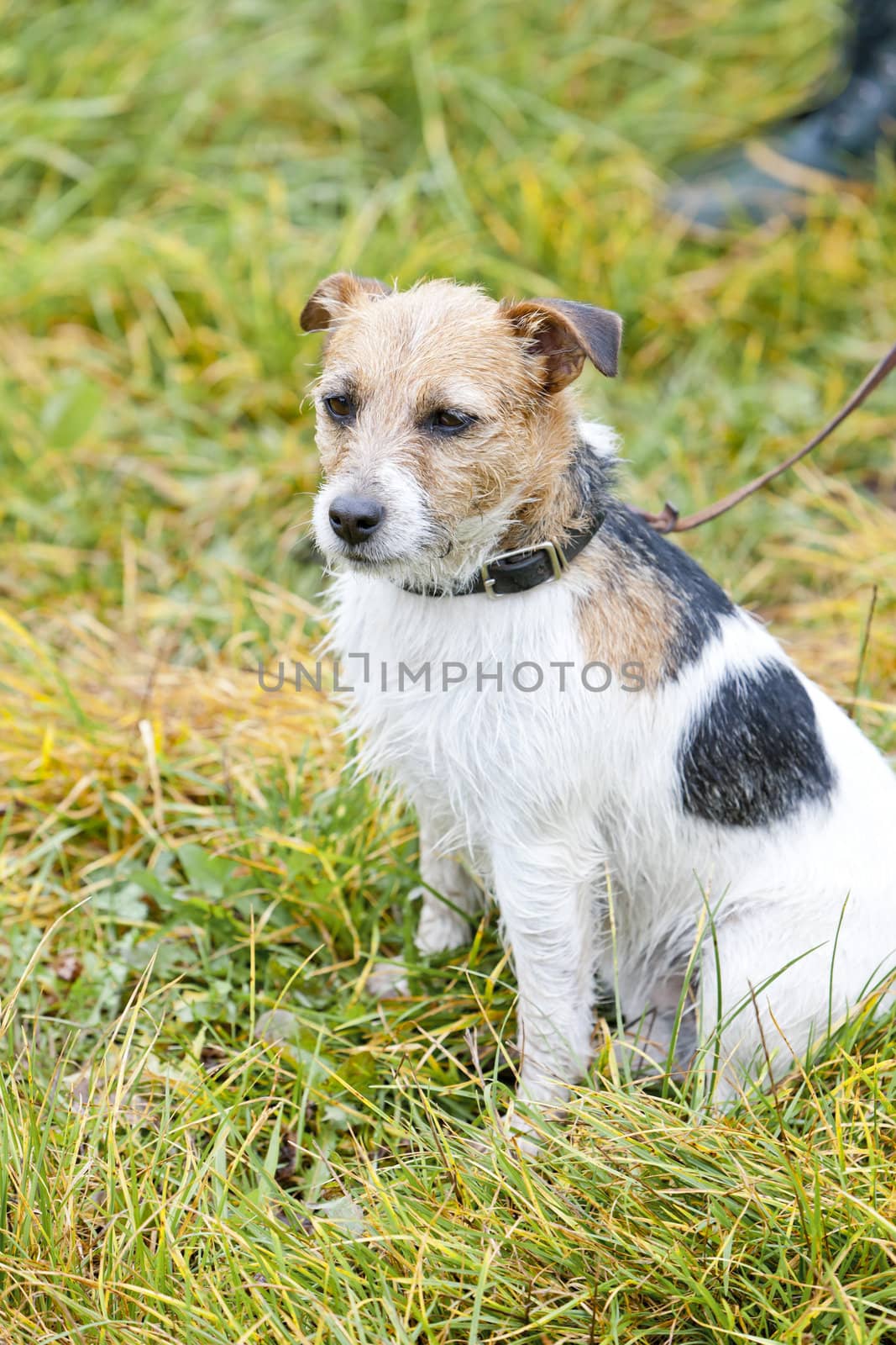 dog sitting on meadow