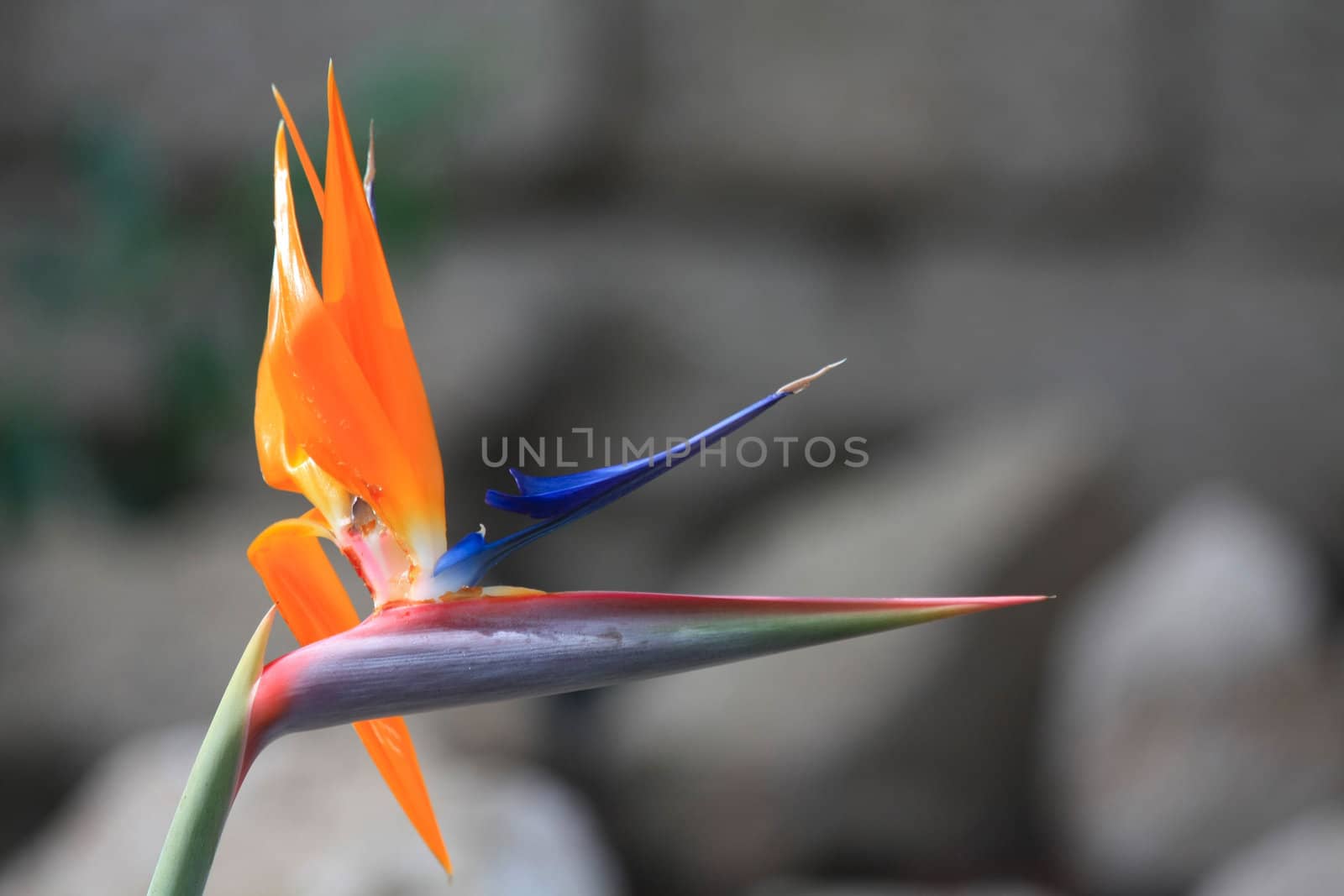 A  Bird Of Paradise flower, Strelitzia Reginae 