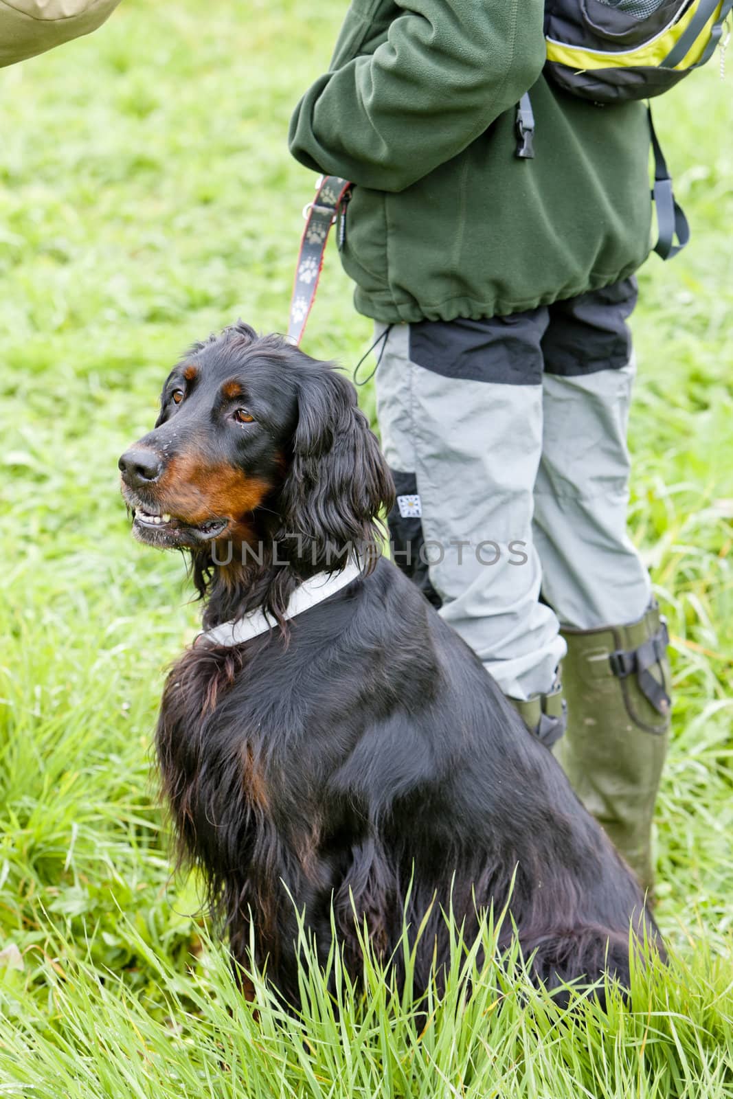 hunting dog with hunter