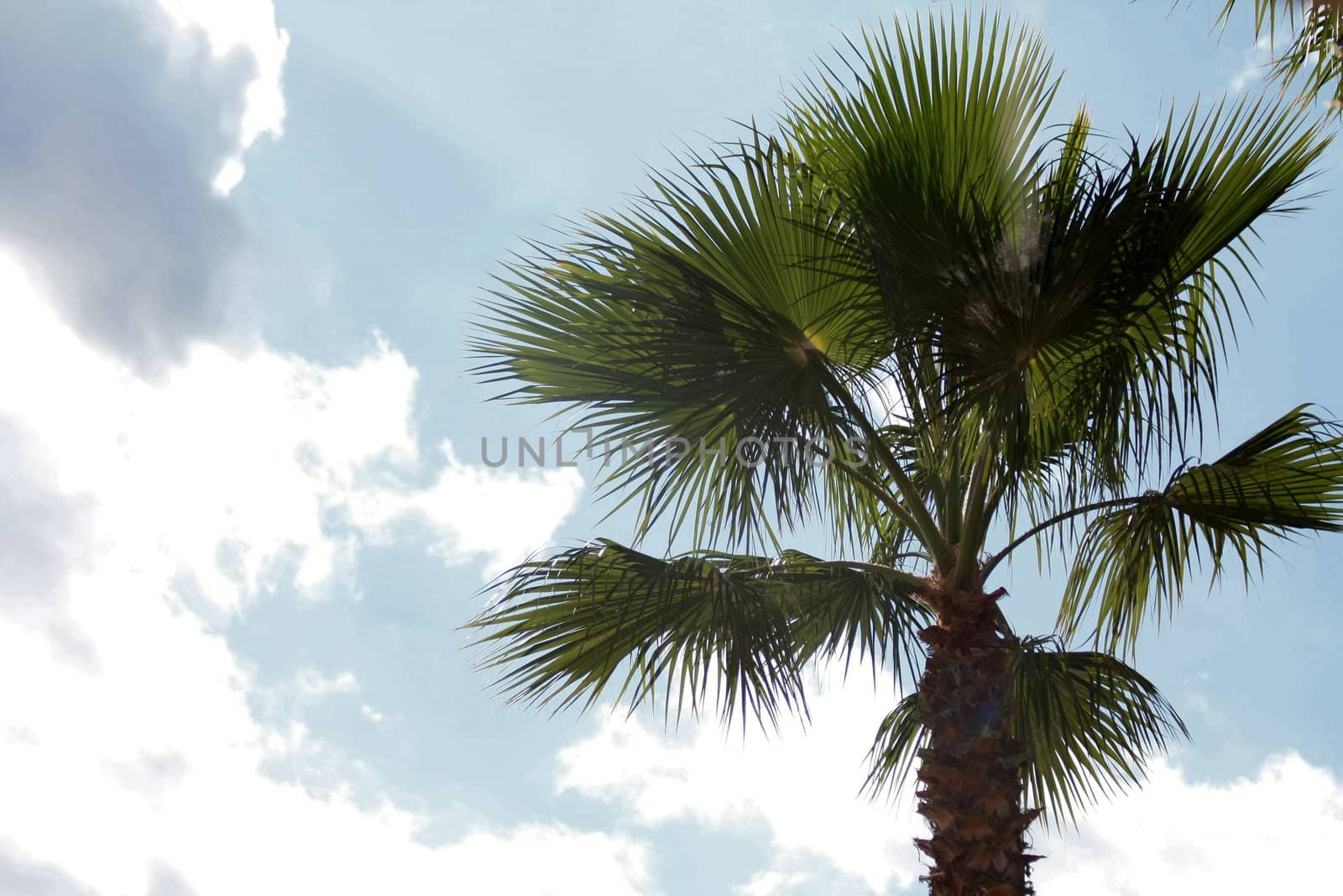 A palm tree and a blue clouded sky