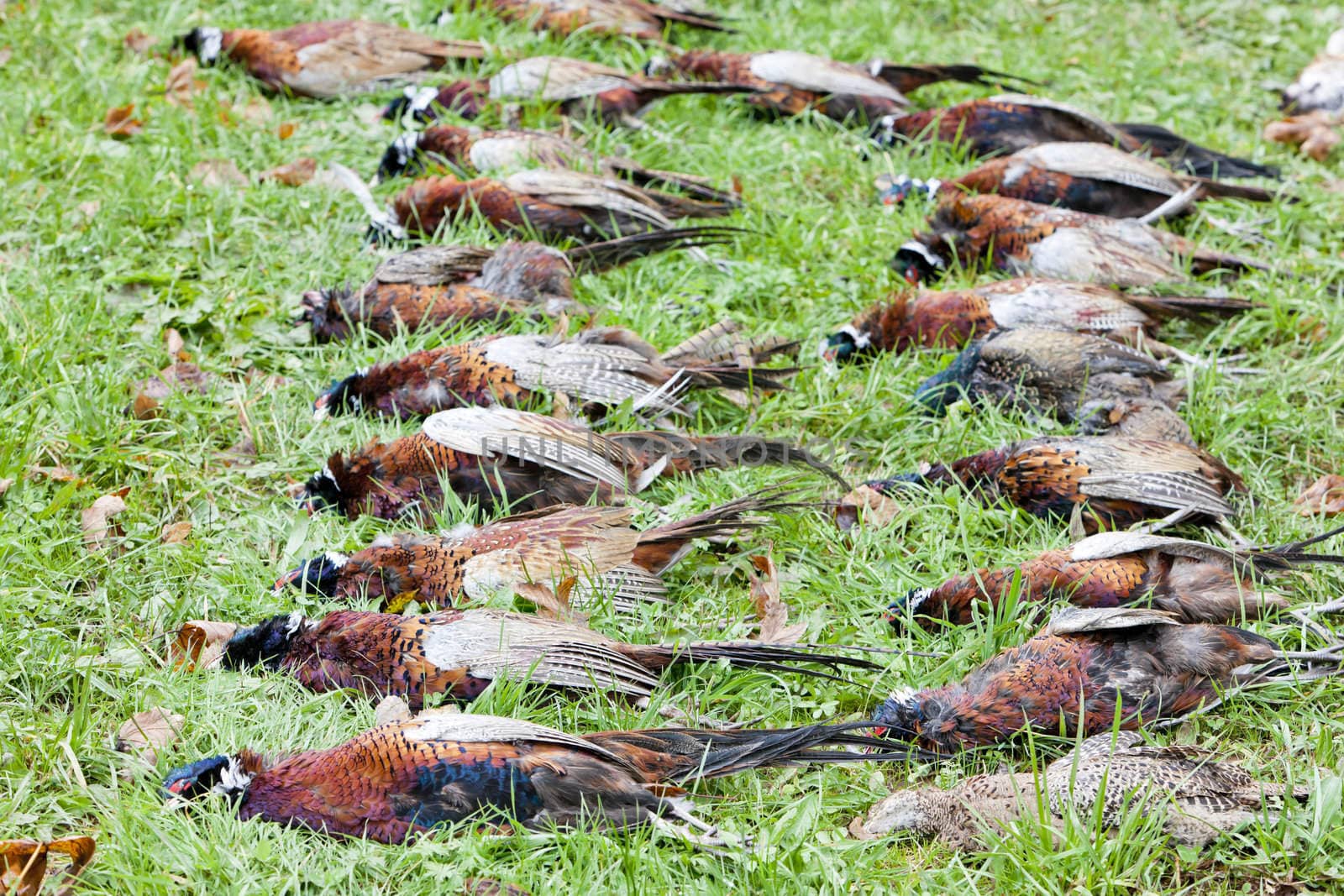 excludes of caught pheasants