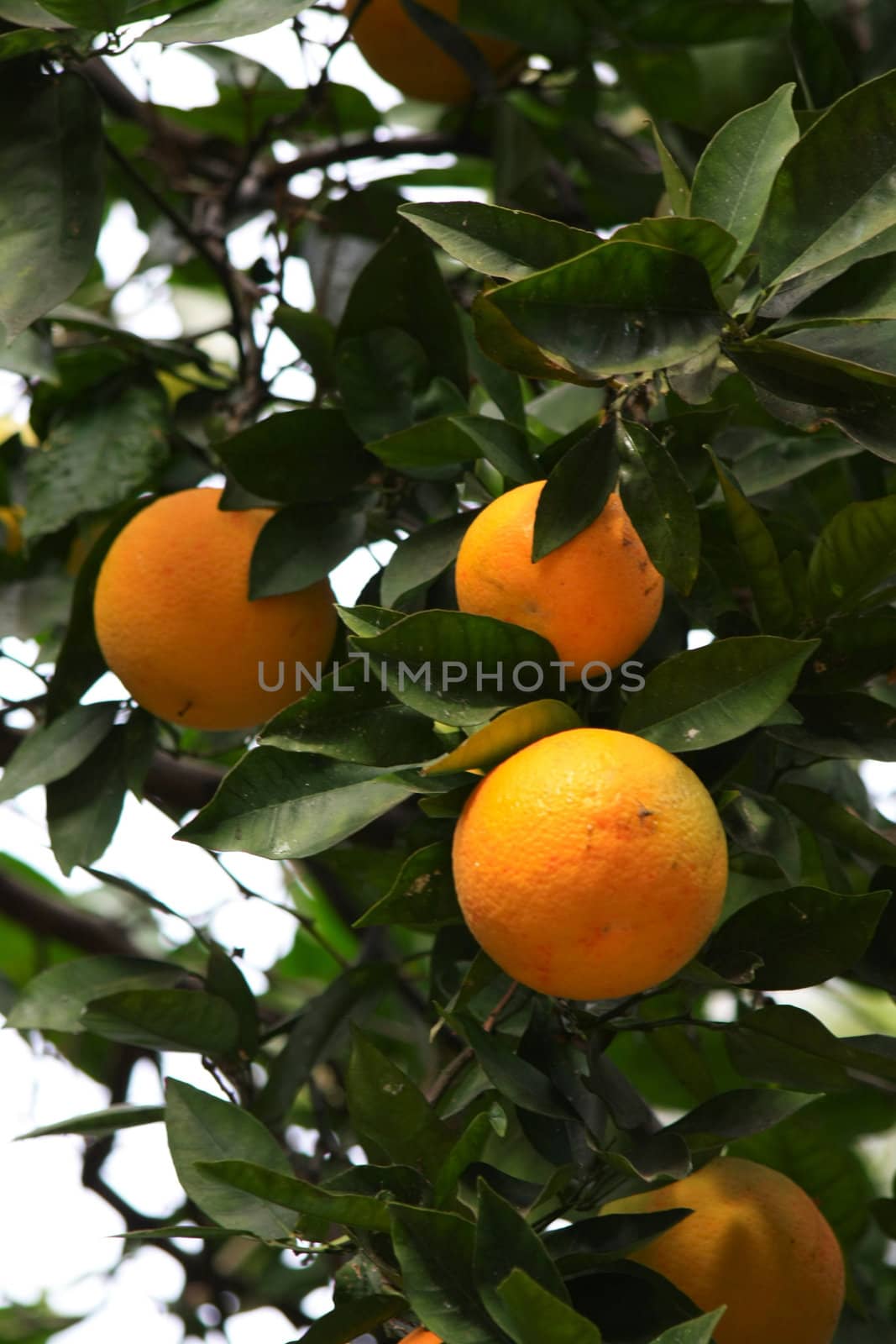 A couple of big oranges in a loaded tree