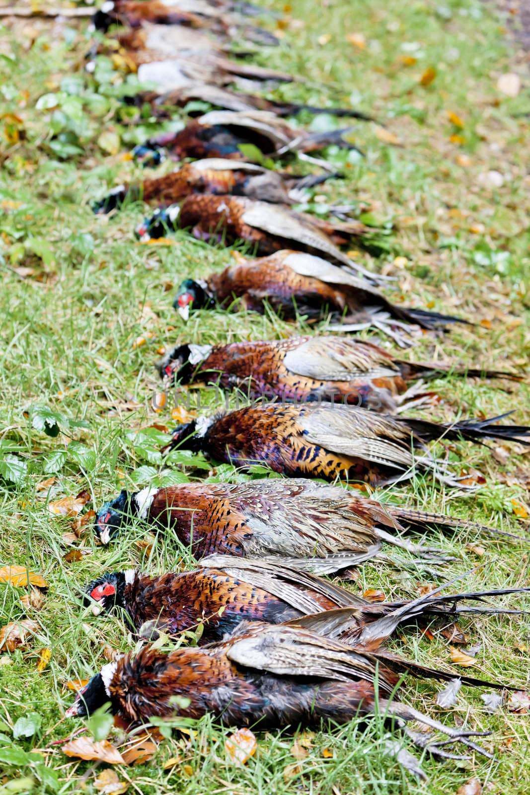 excludes of caught pheasants