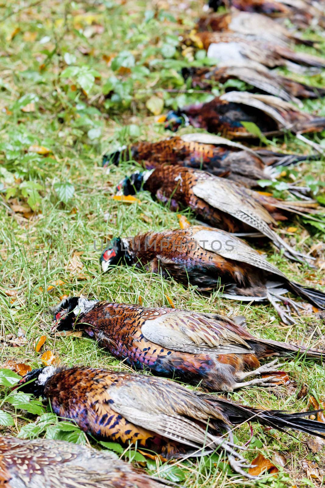 excludes of caught pheasants