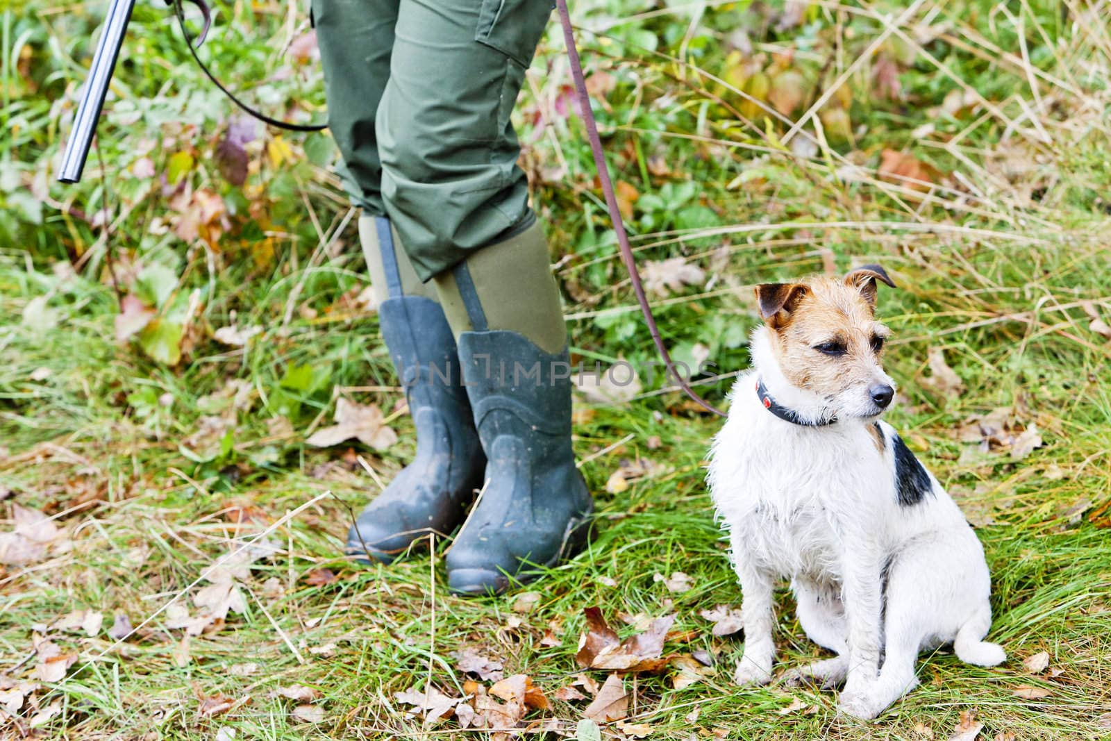hunting dog with hunter