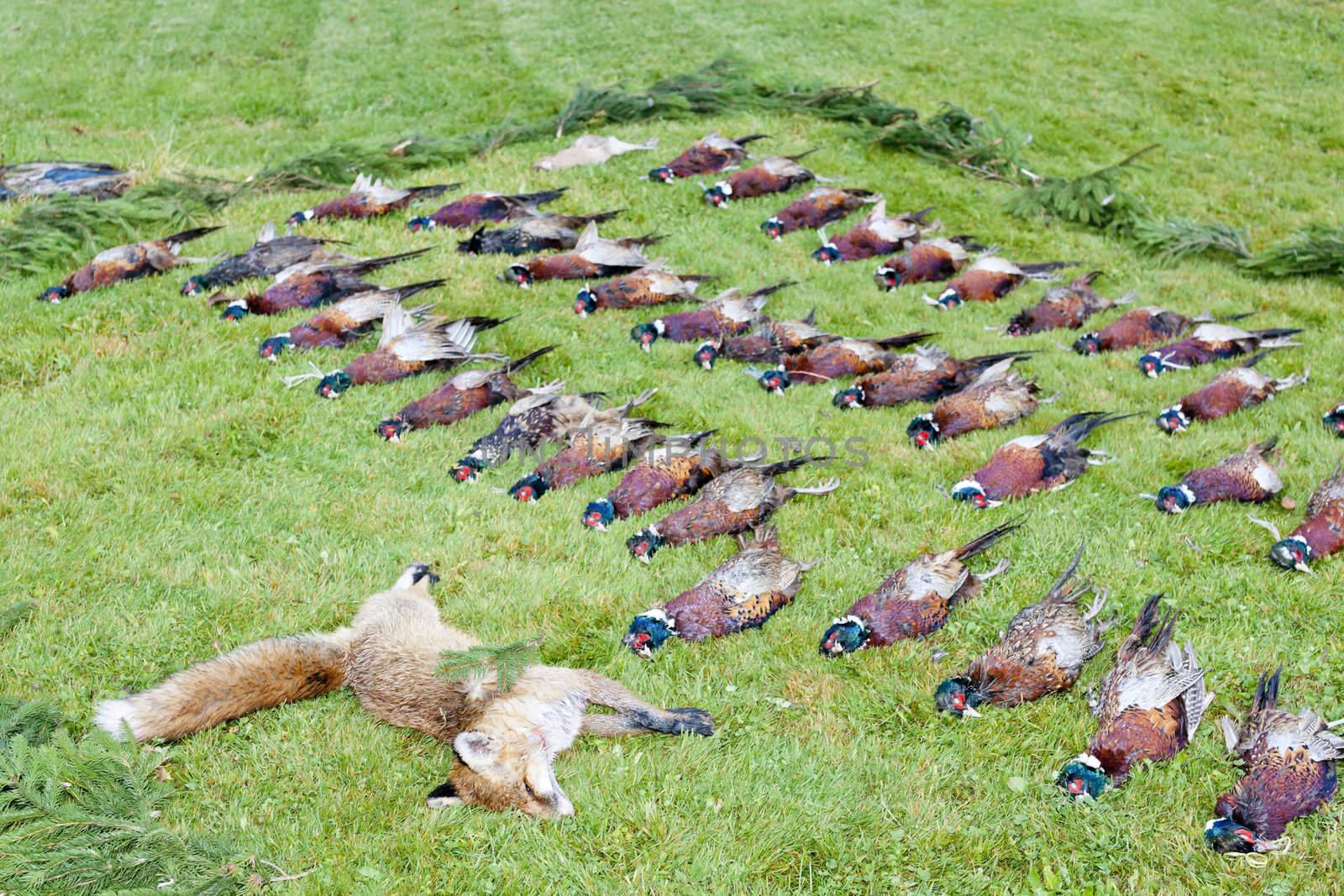 excludes of caught animals