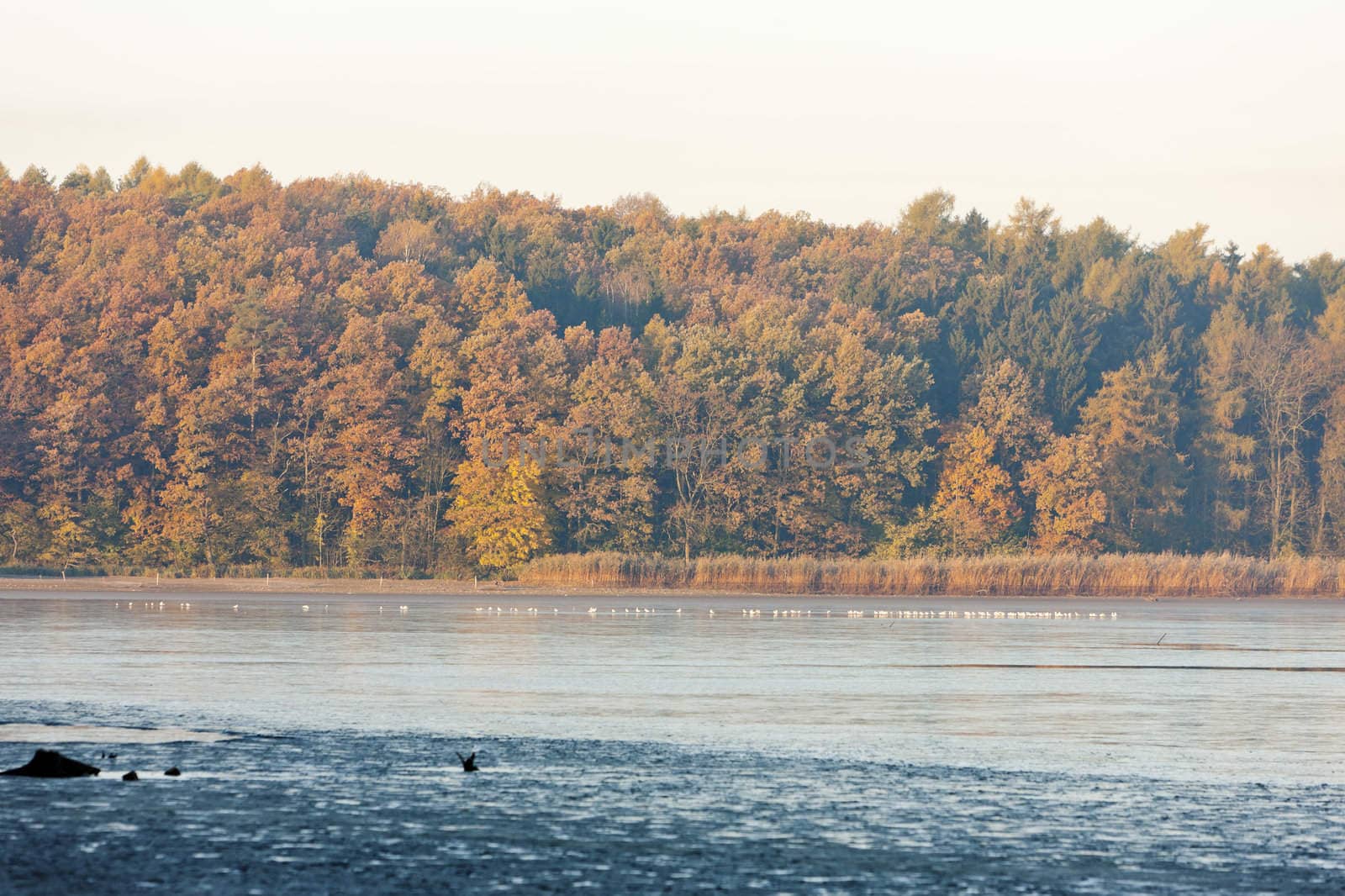 autumnal pond, Czech Republic