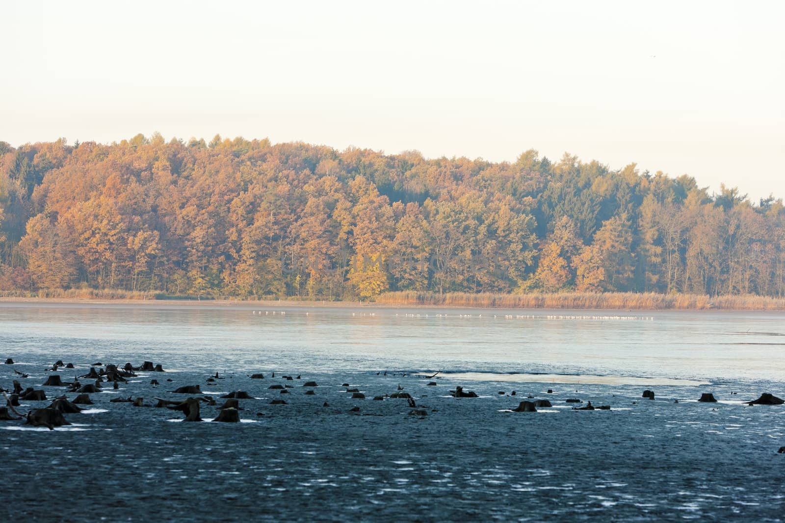 autumnal pond, Czech Republic
