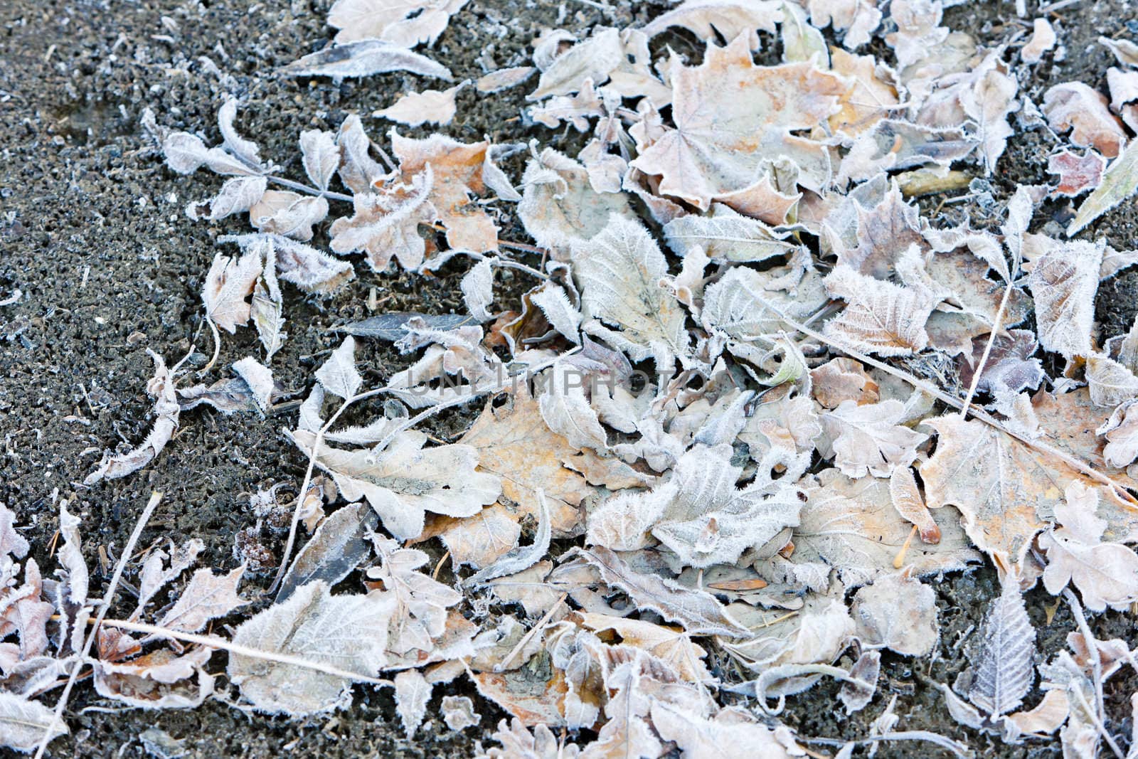 frosted autumnal leaves