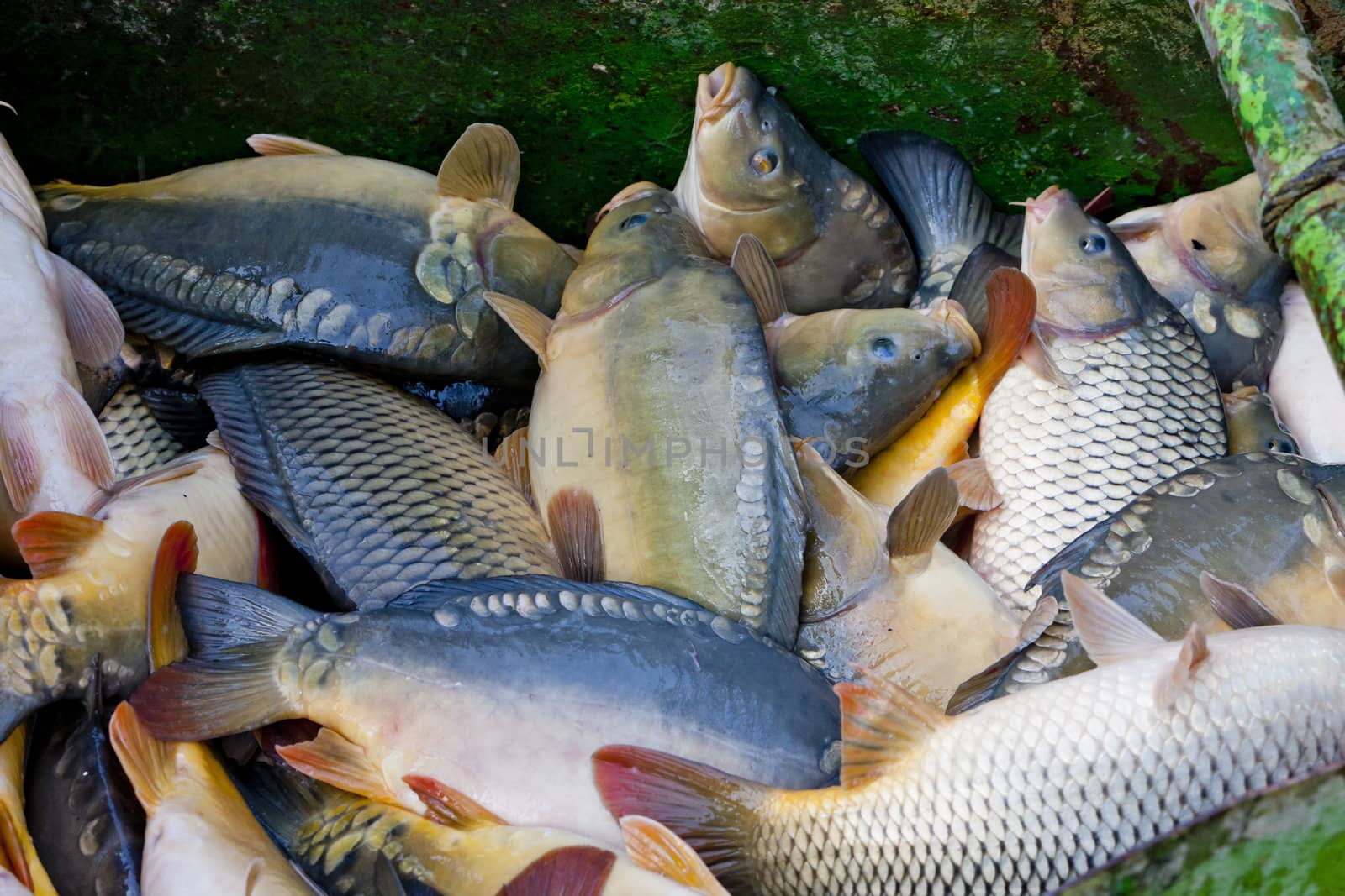 harvesting pond