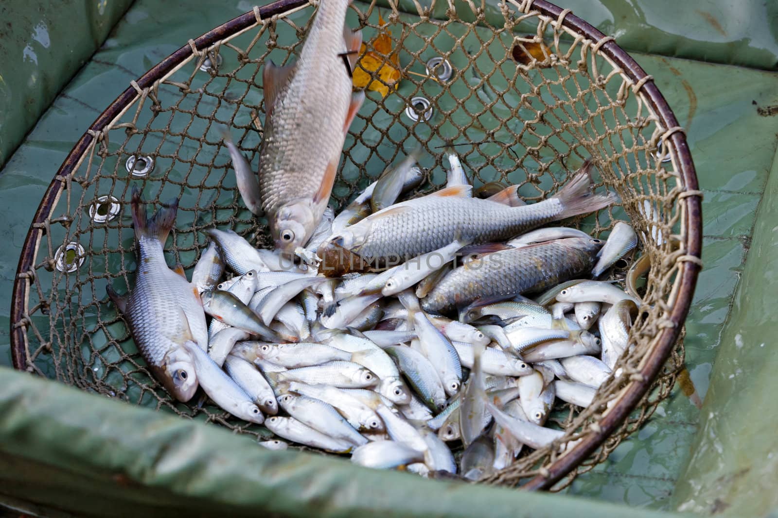 harvesting pond