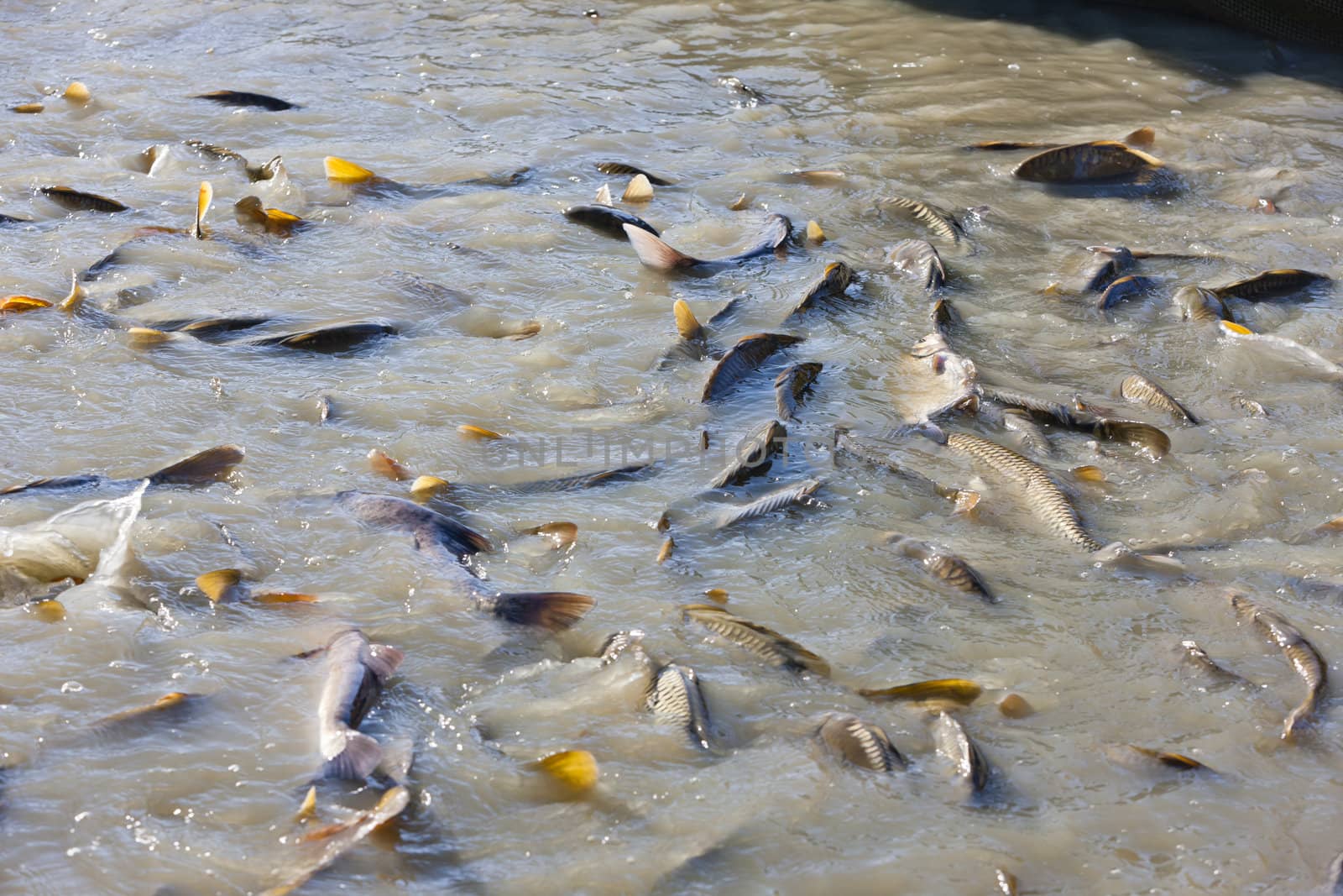 harvesting pond