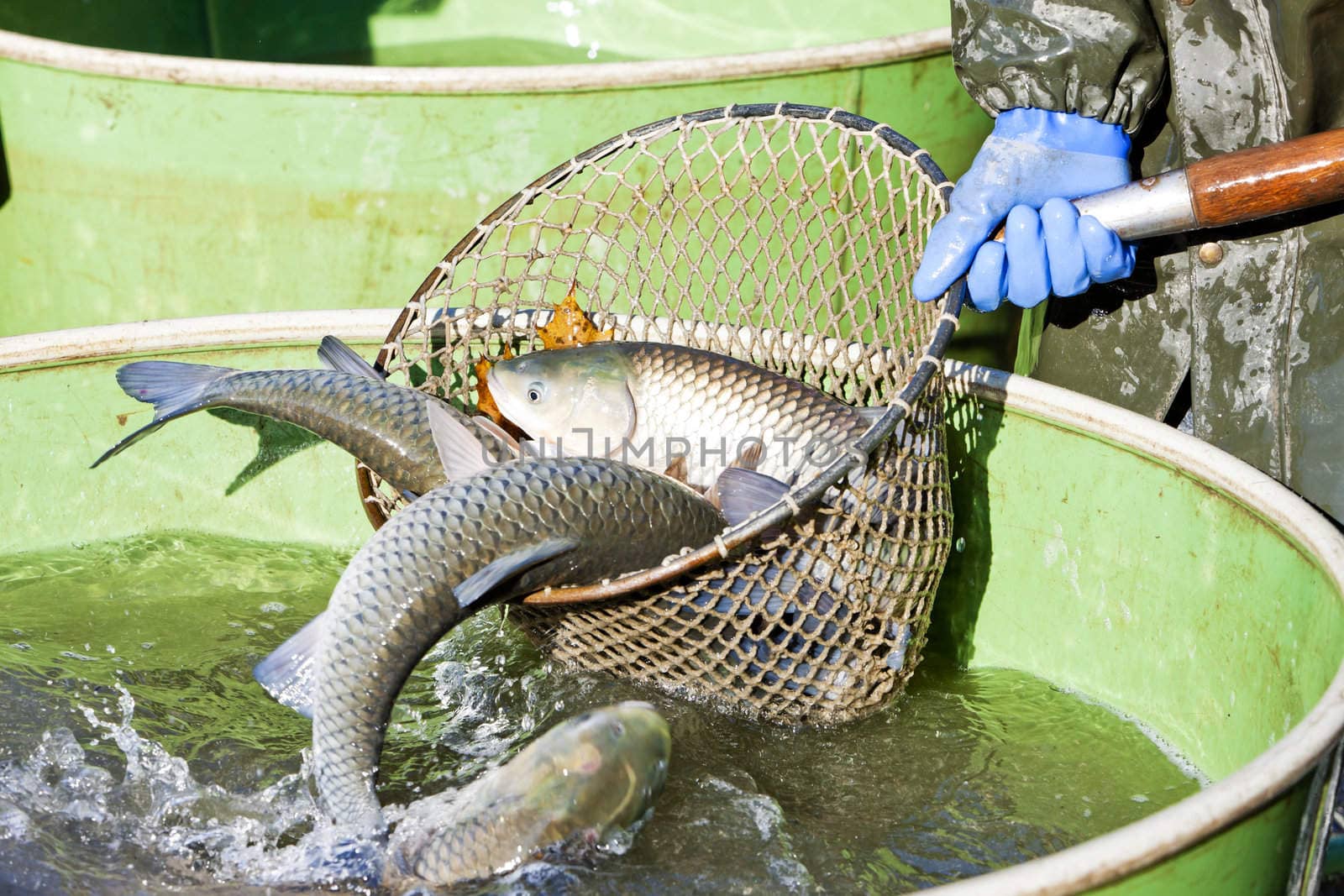 harvesting pond