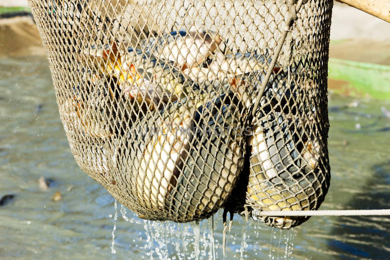 harvesting pond