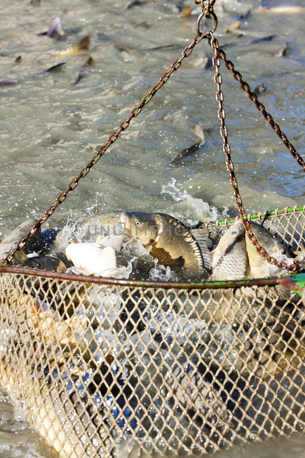 harvesting pond