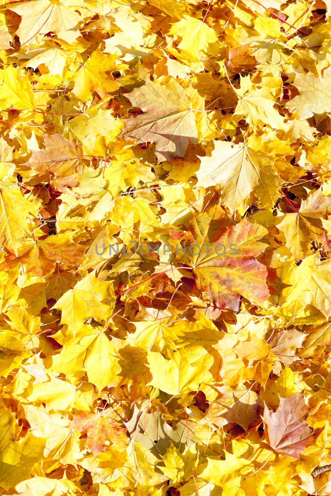 autumnal leaves