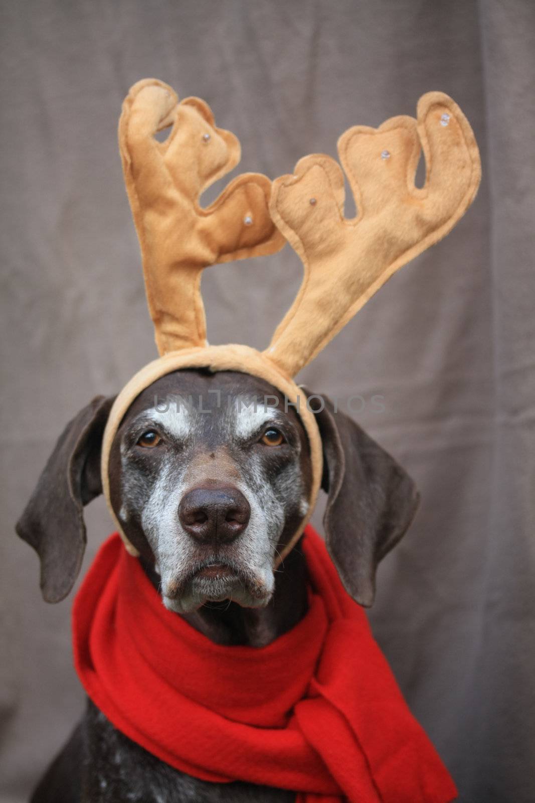 A german shorthaired pointer with additional reindeer horns