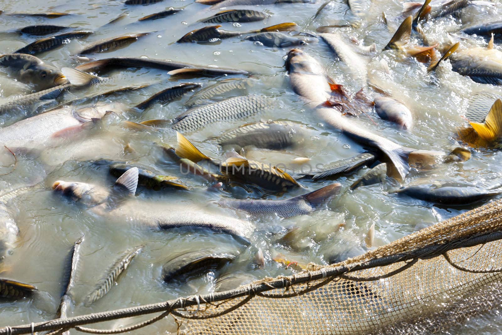 harvesting pond