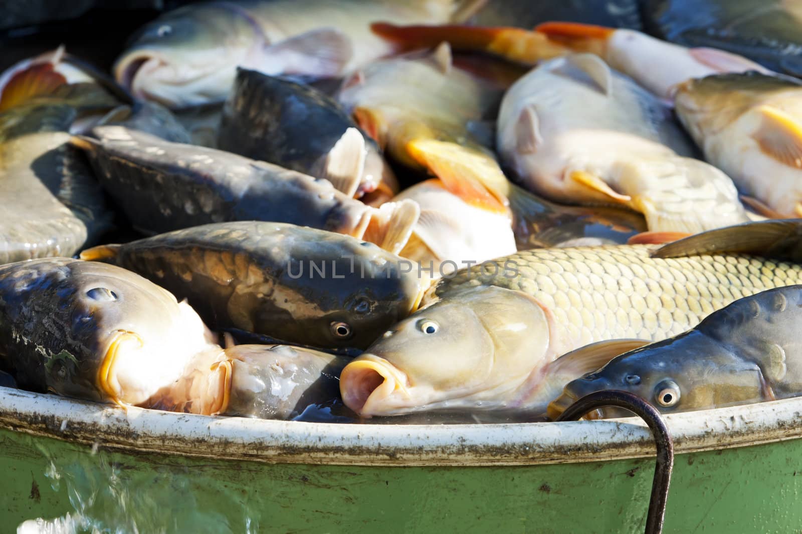 fish in vat during harvesting pond