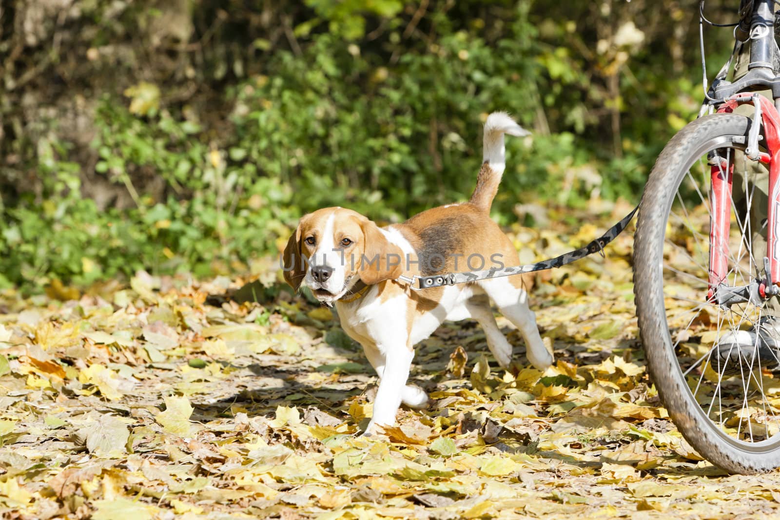 dog on dog leash