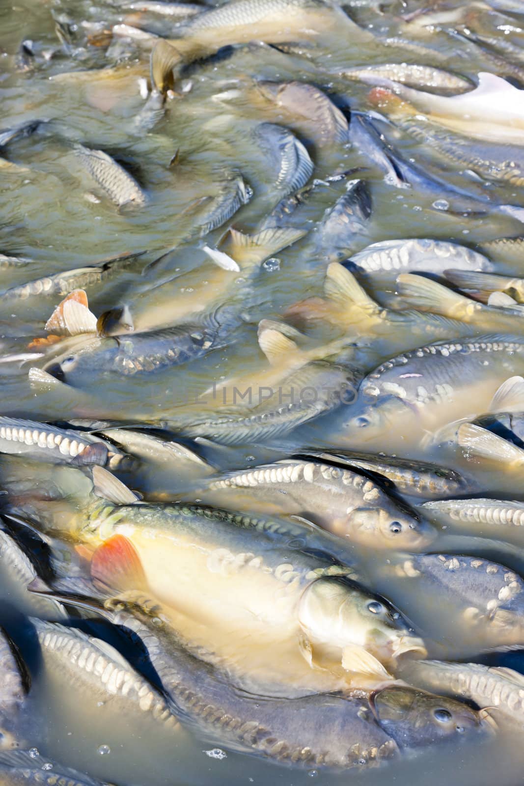 harvesting pond