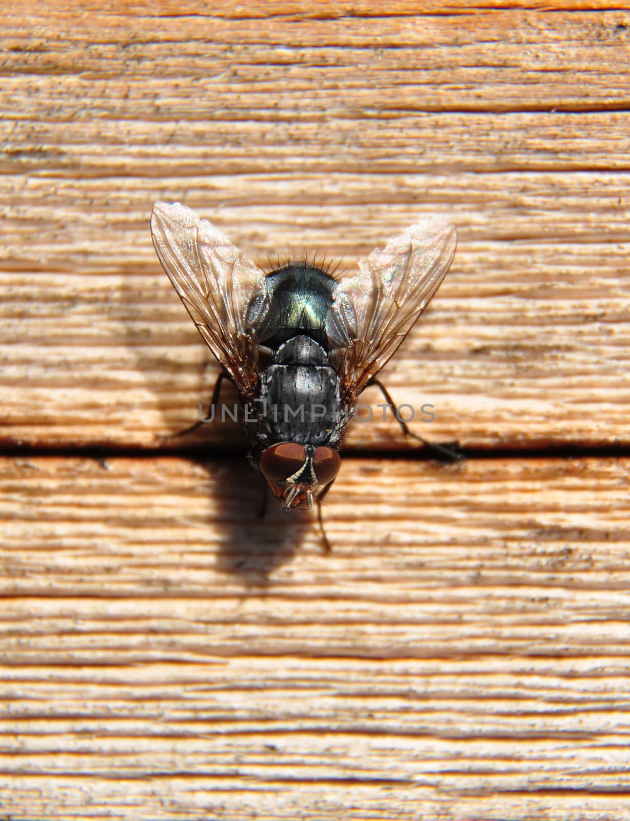 Fly on wood by rbiedermann