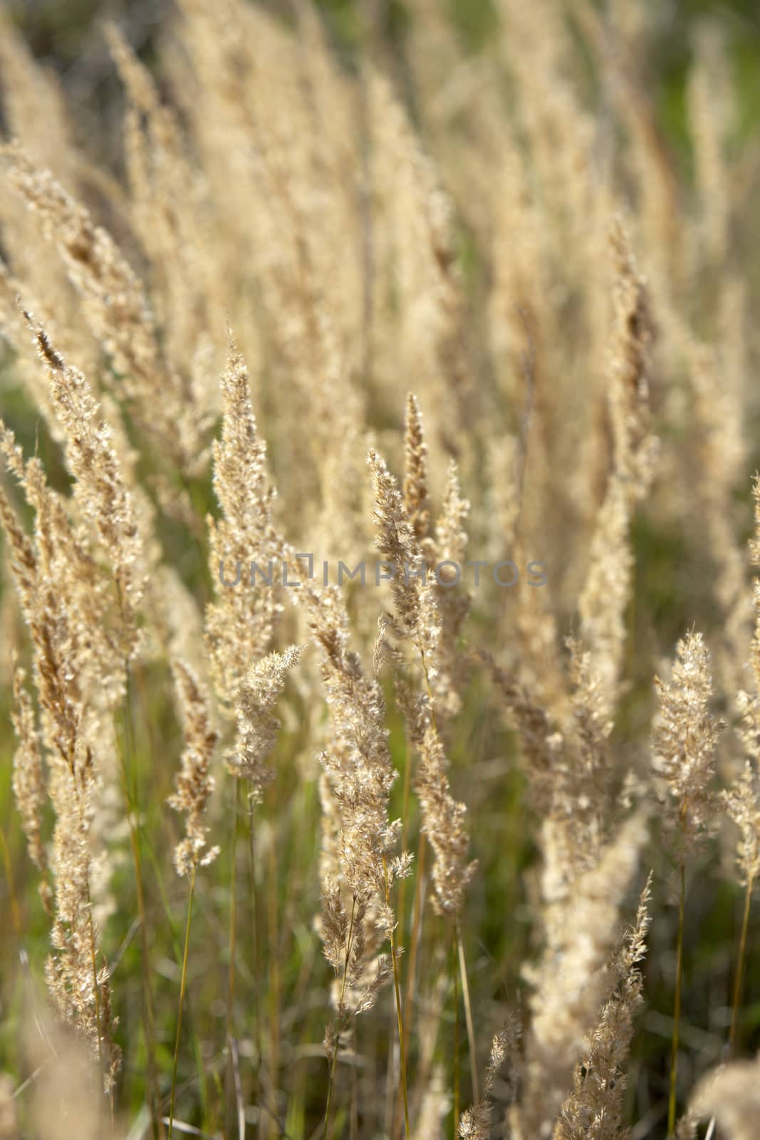 grass