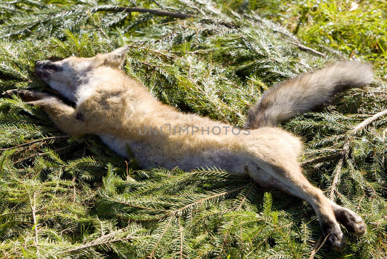 dead fox