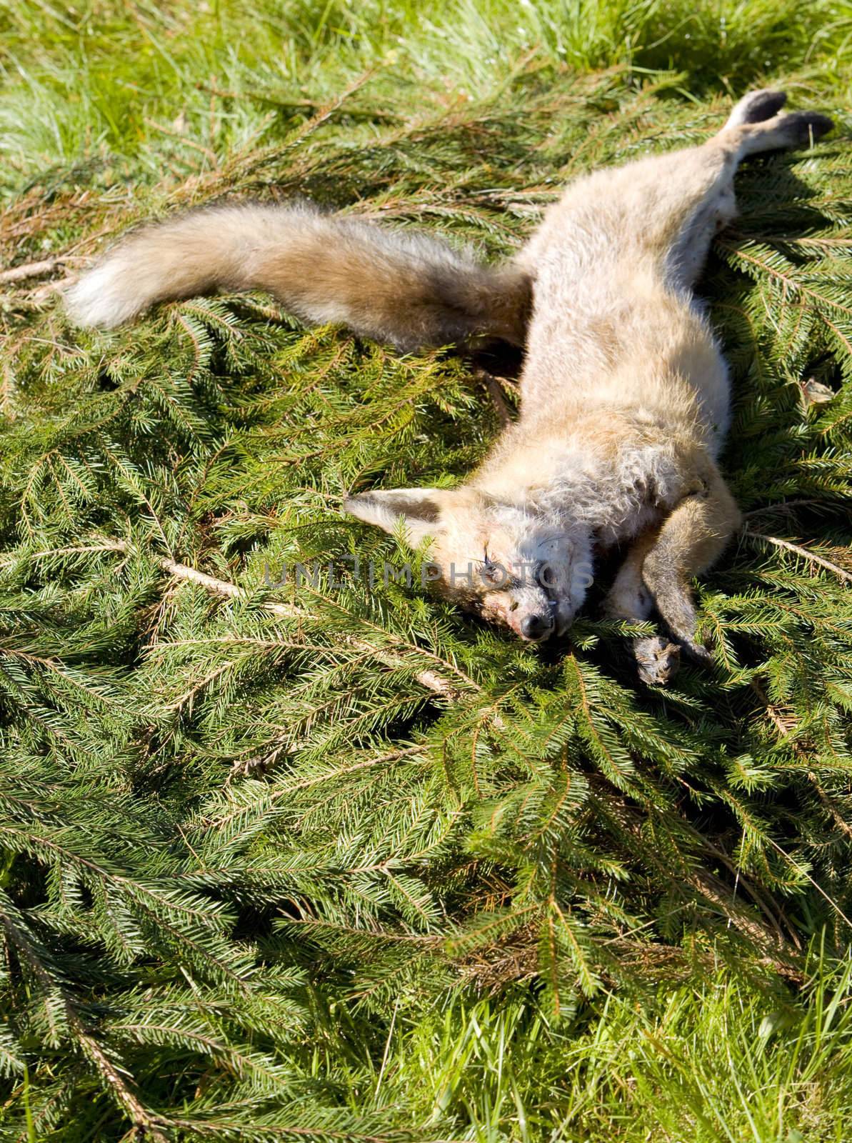 dead fox