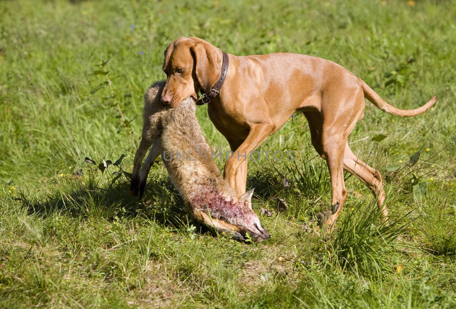 hunting dog with a catch