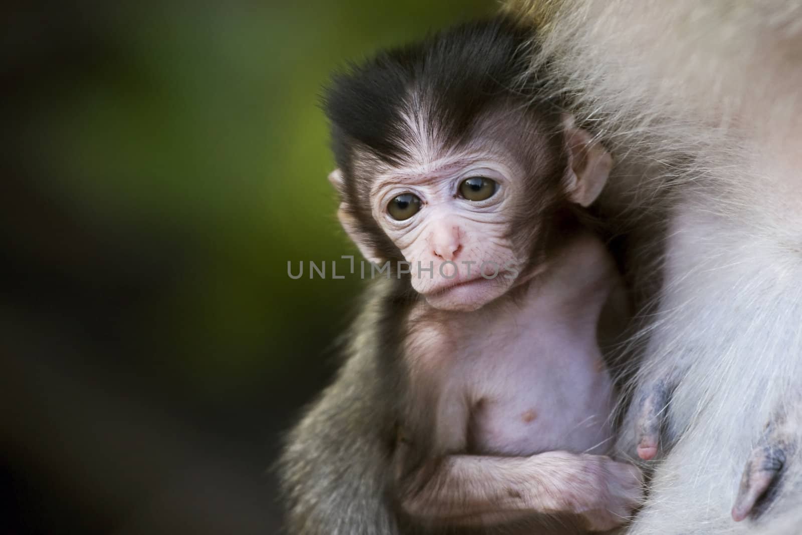 Cute little baby long-tailed macaque held by its mother
