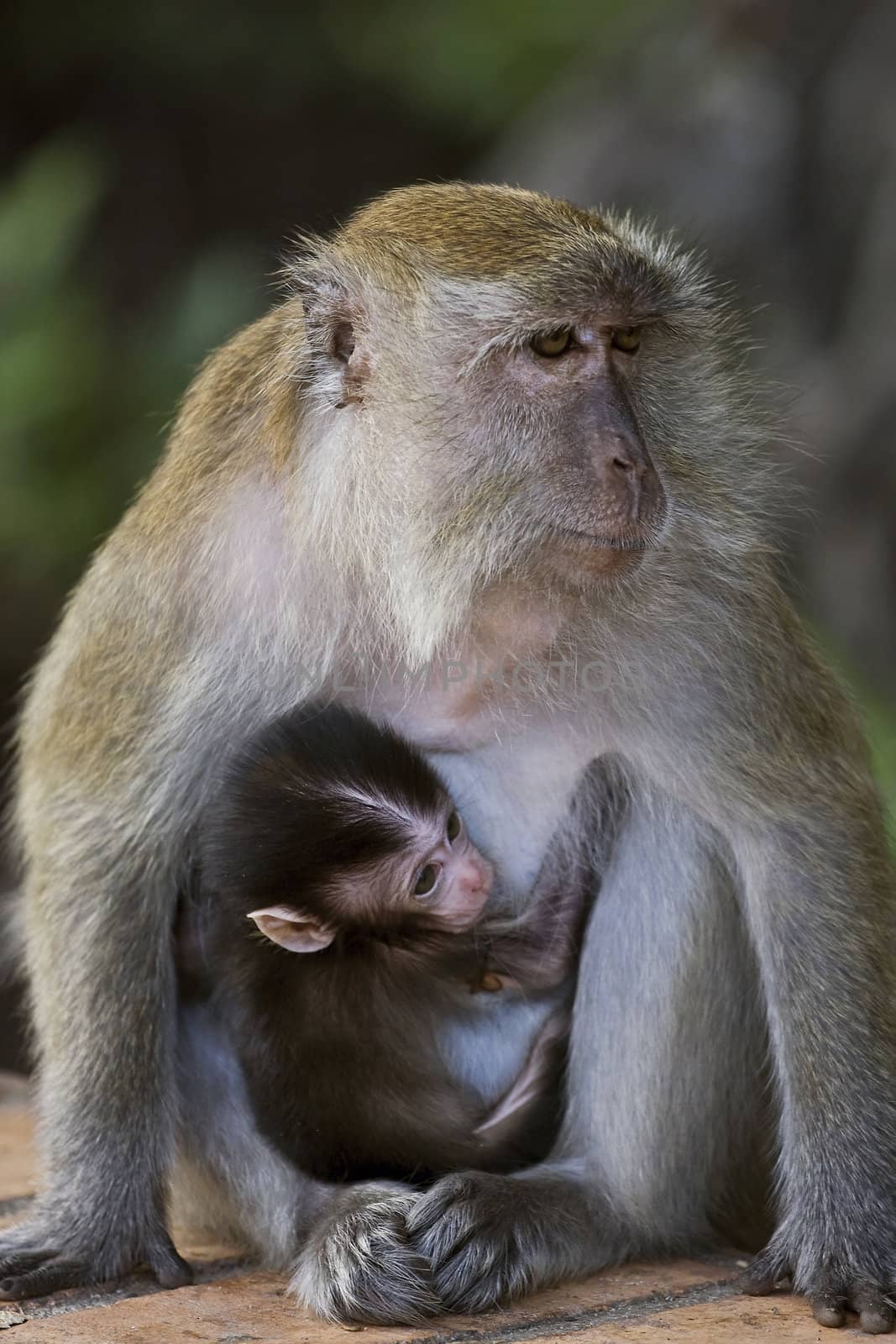 Mother long-tailed macaque with her baby captured in Lumut, Mala by Meikey