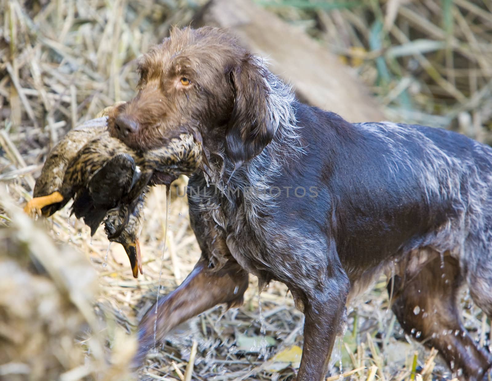 hunting dog with a catch