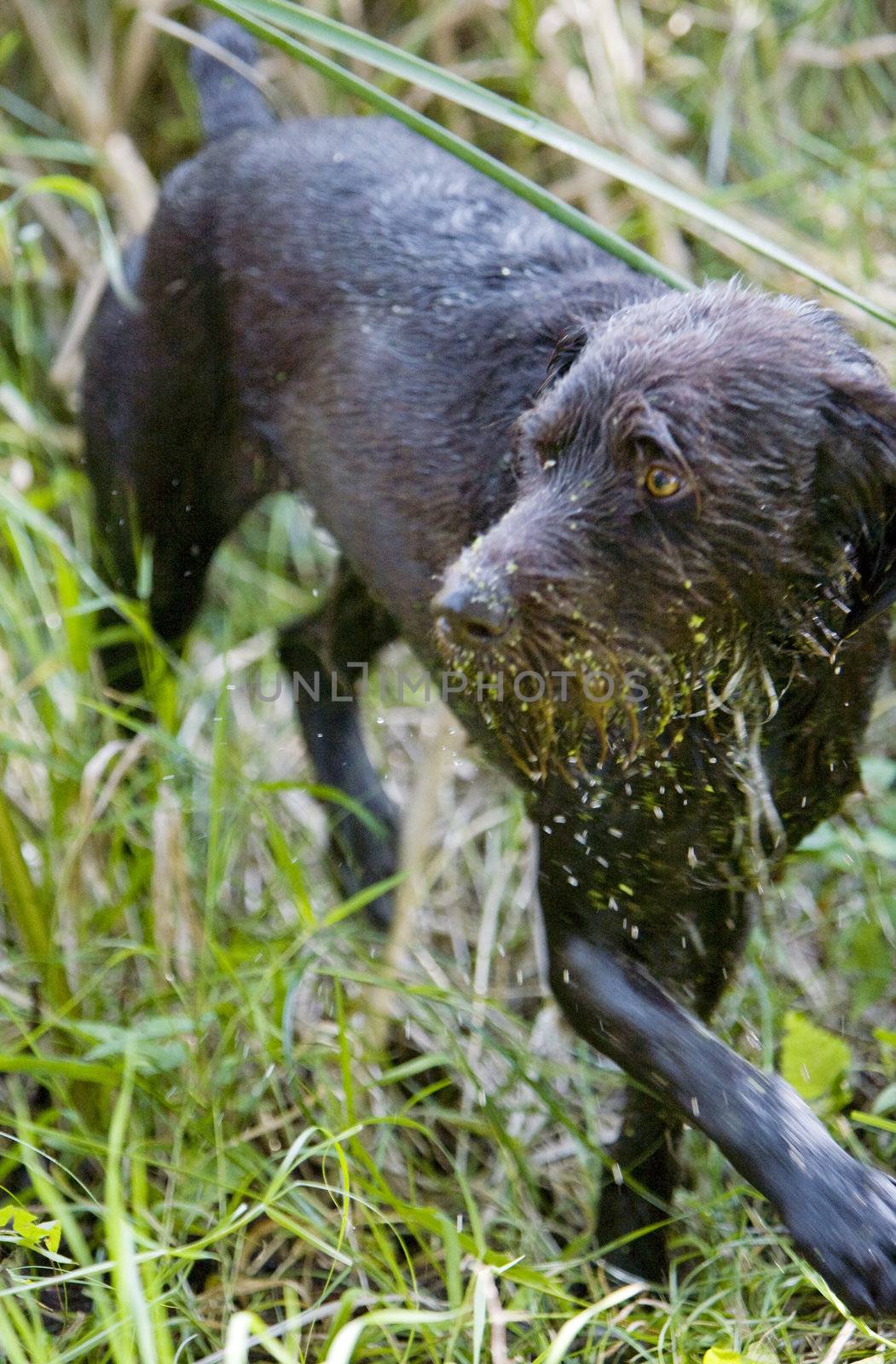 hunting dog by phbcz