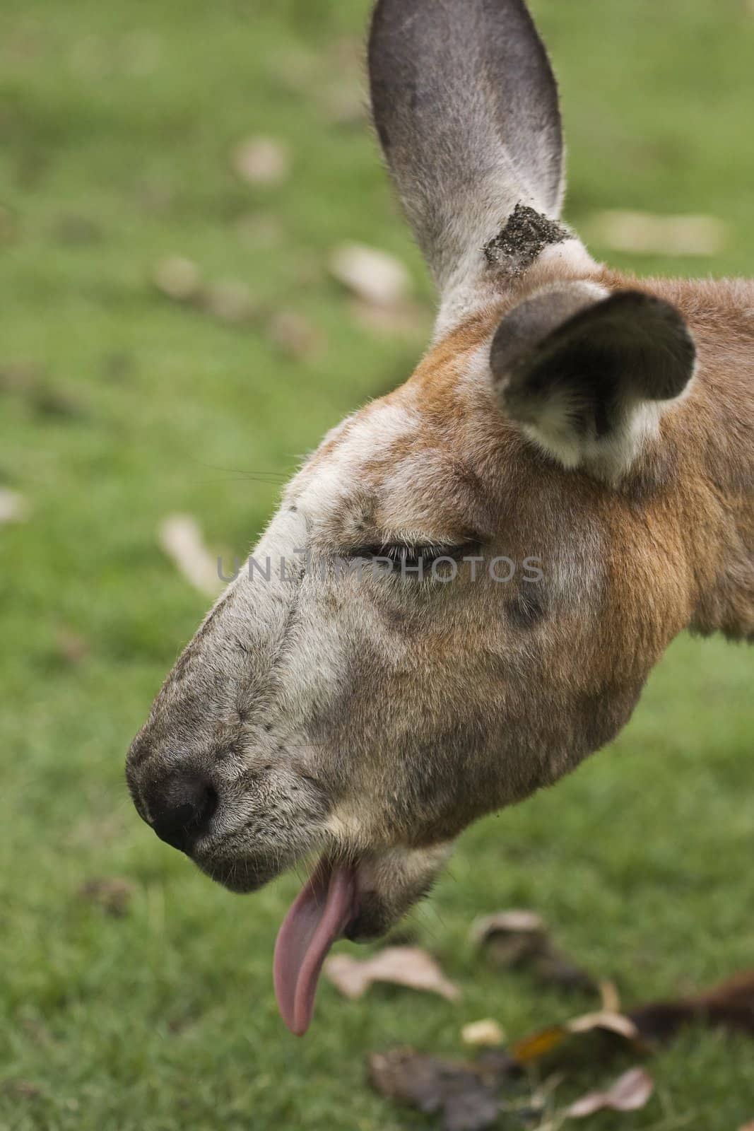 A kangaroo sticking its tongue out