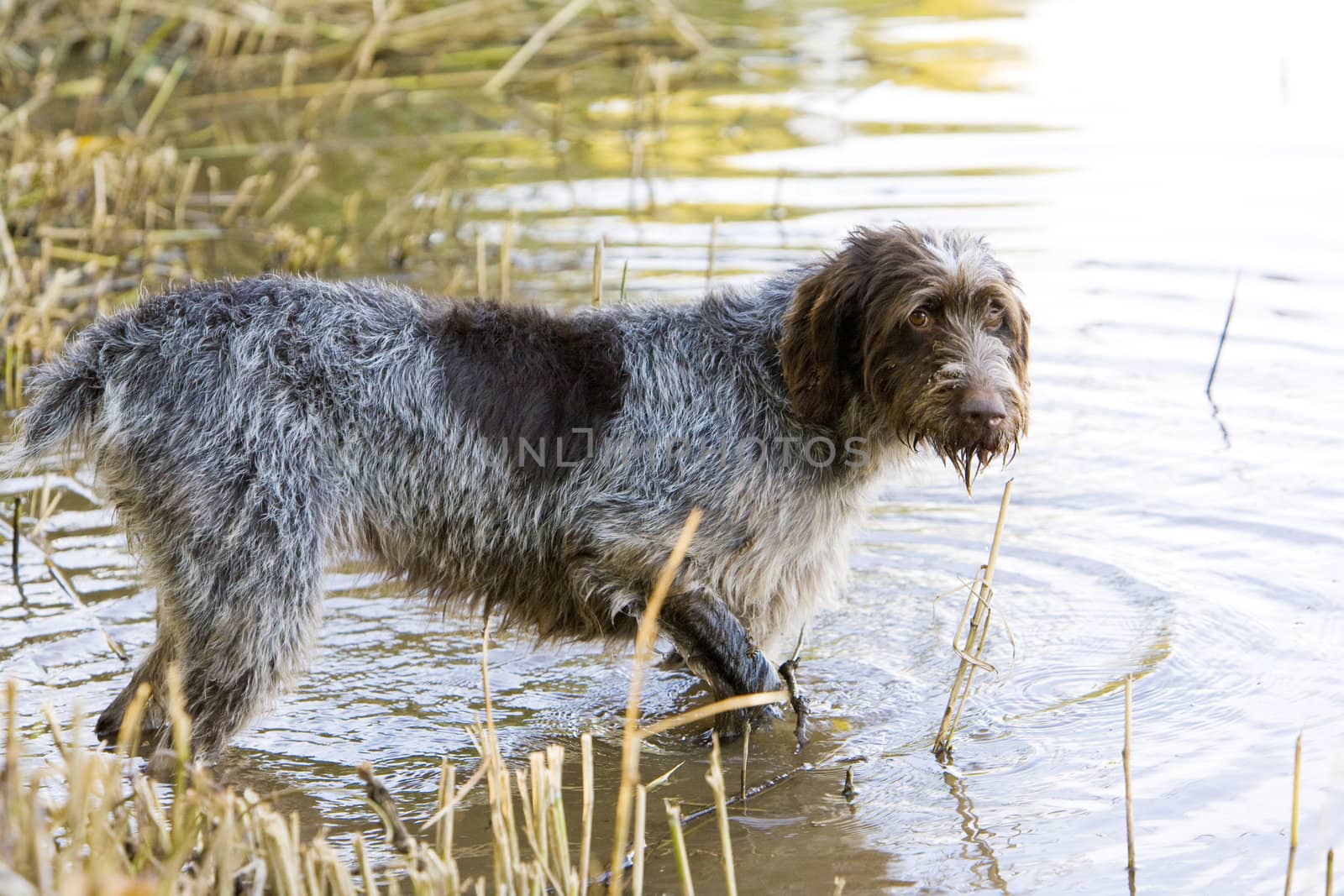 hunting dog in pond