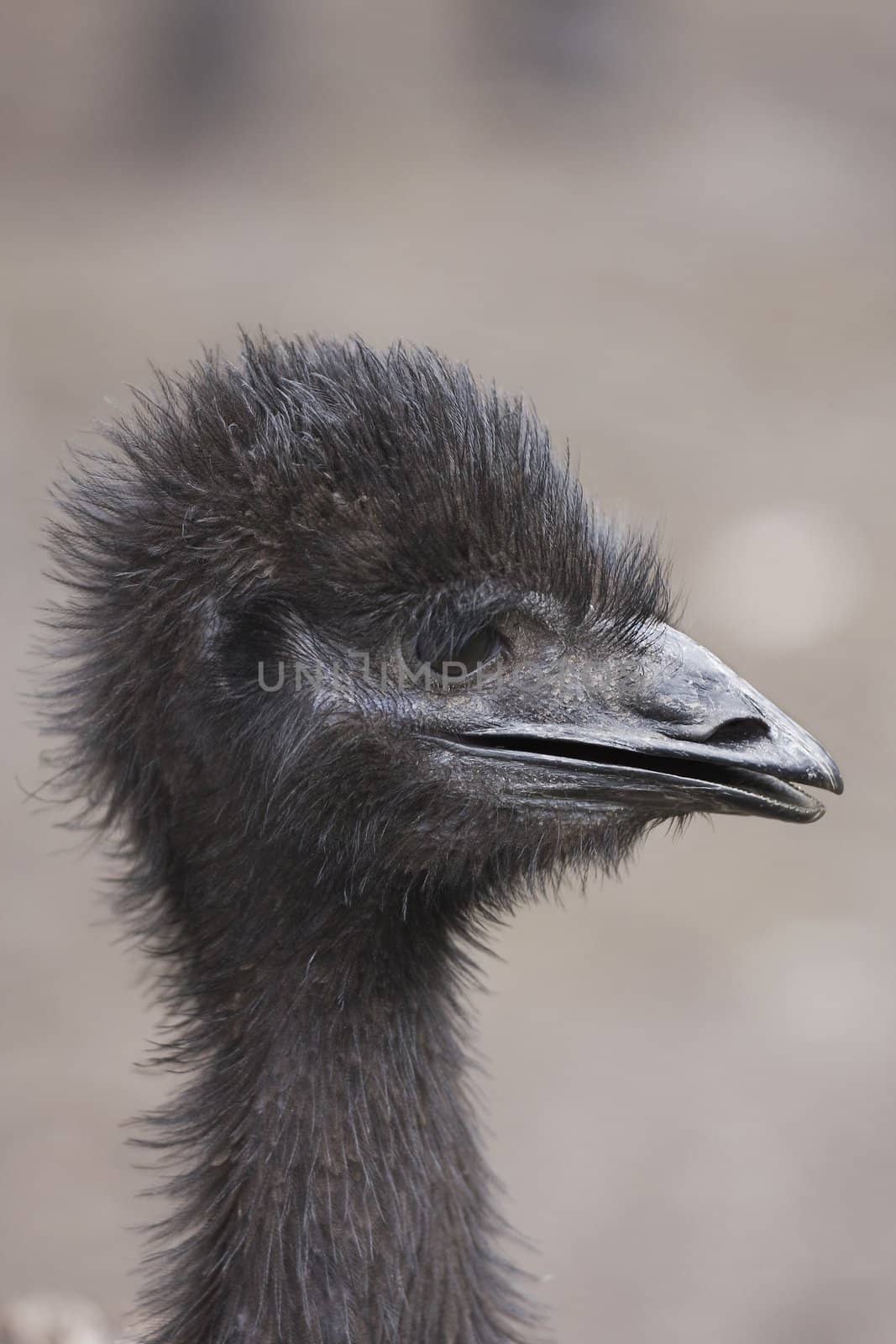 A portrait of a young Emu