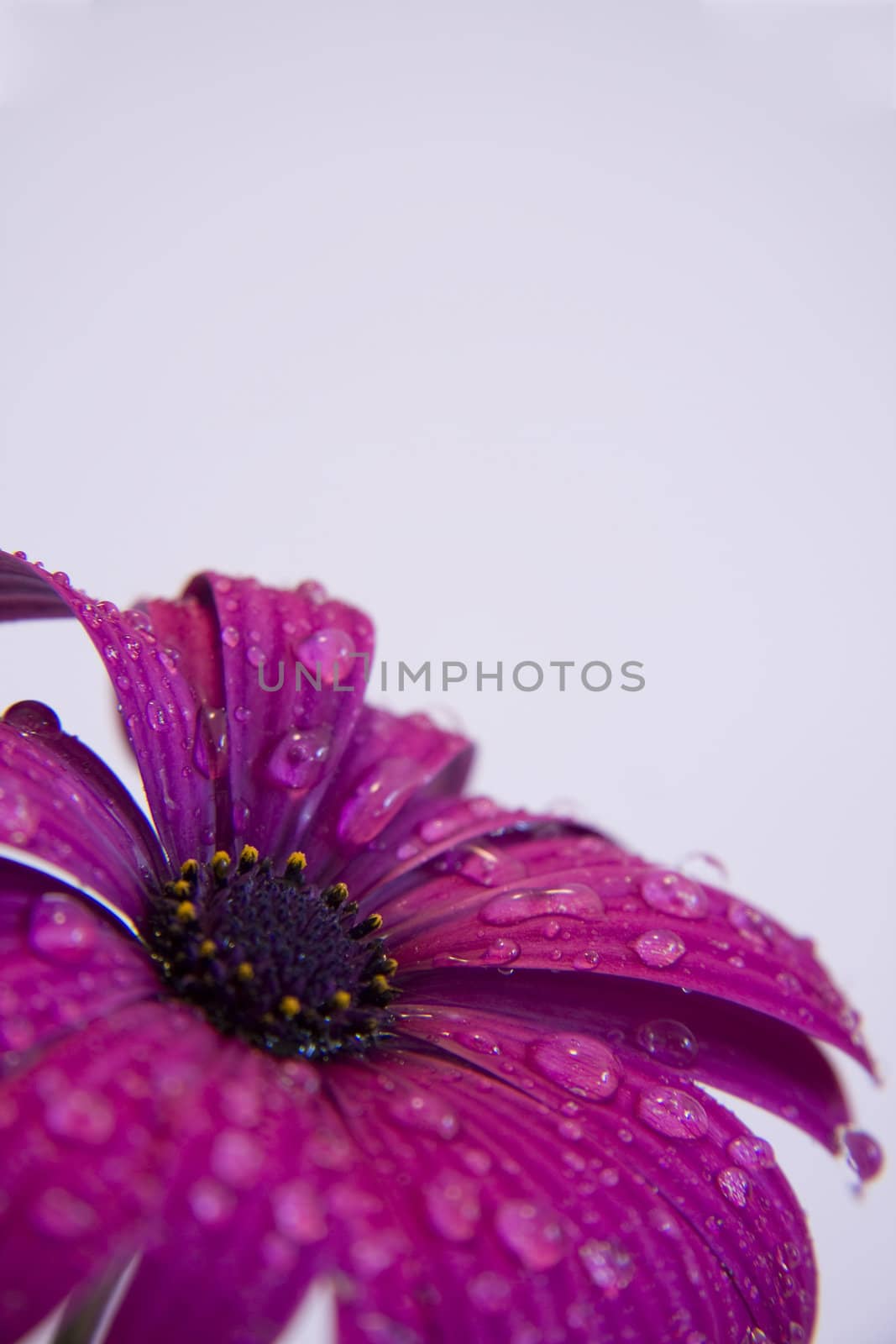 purple flower with waterdrops
