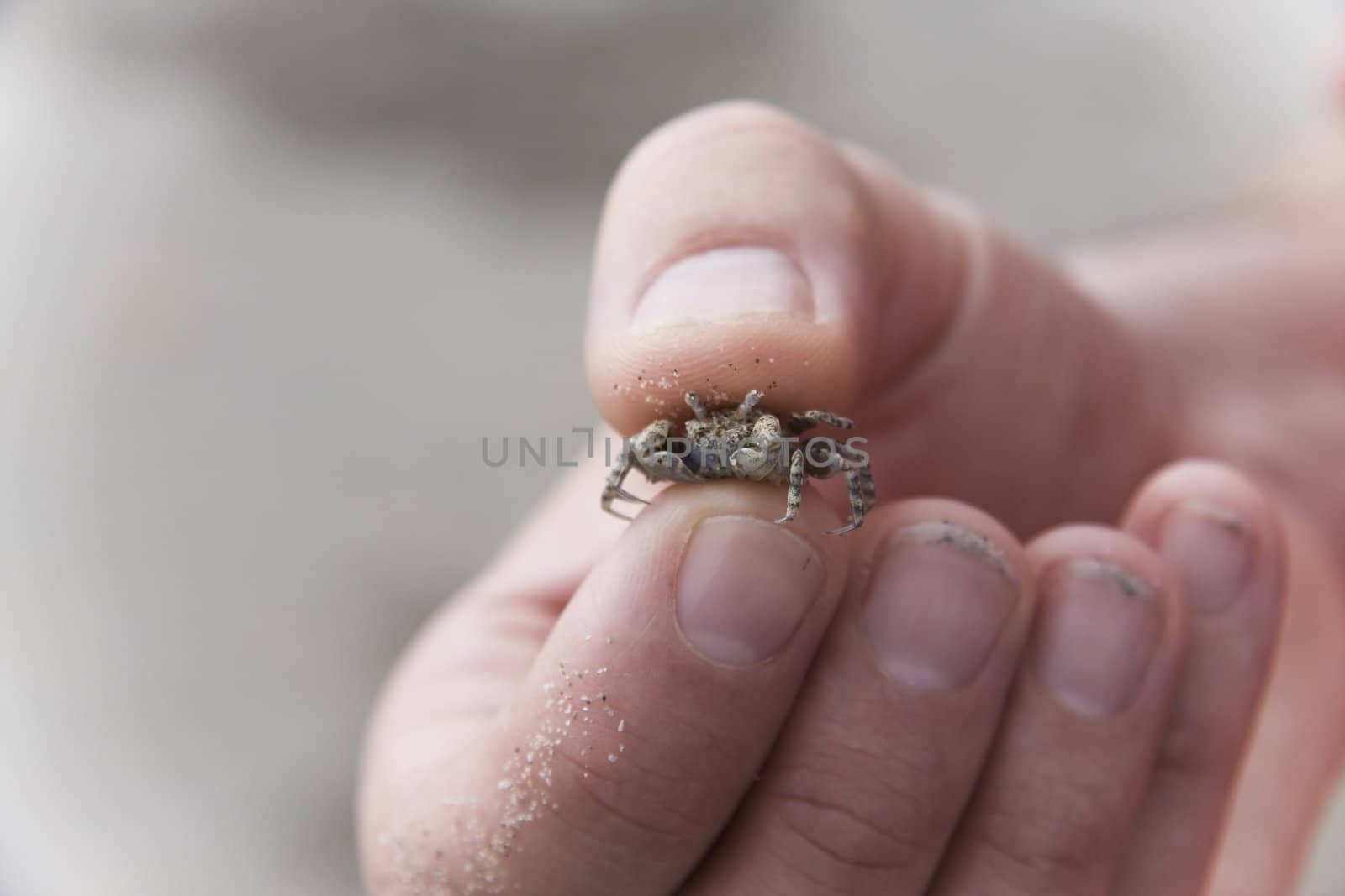Tini crab held in a hand