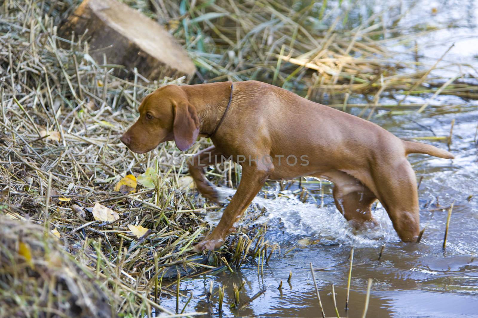 hunting dog in pond