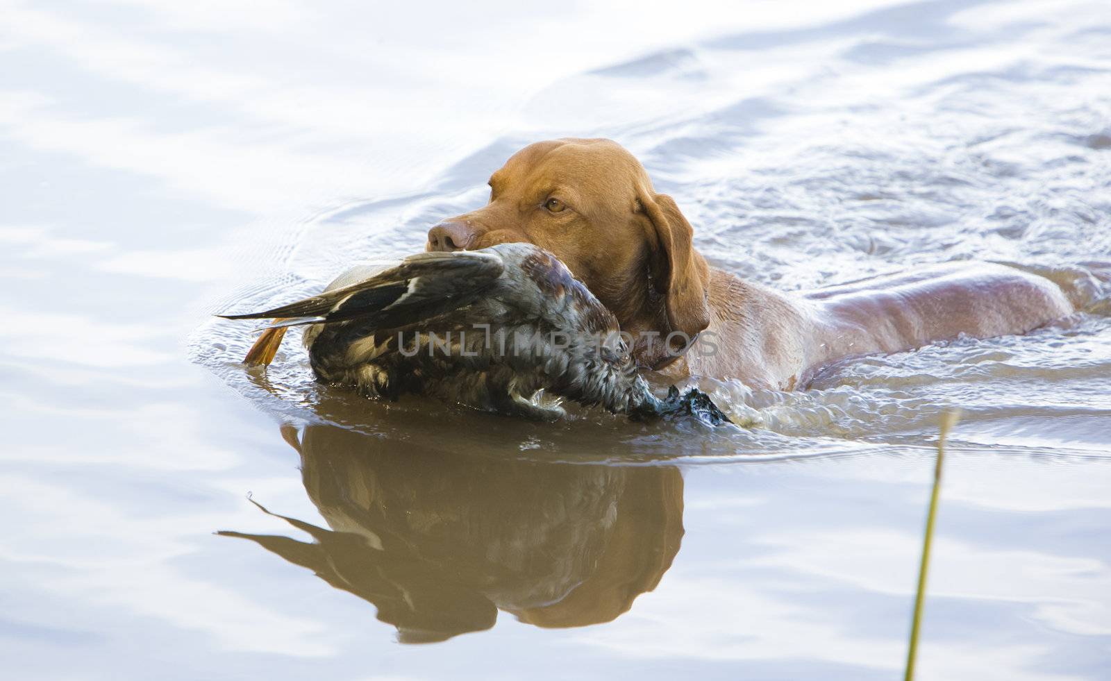 hunting dog with a catch