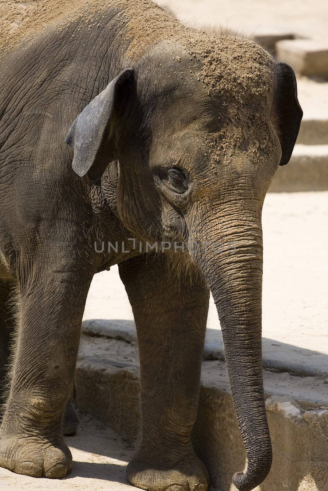 Baby Elephant by Meikey